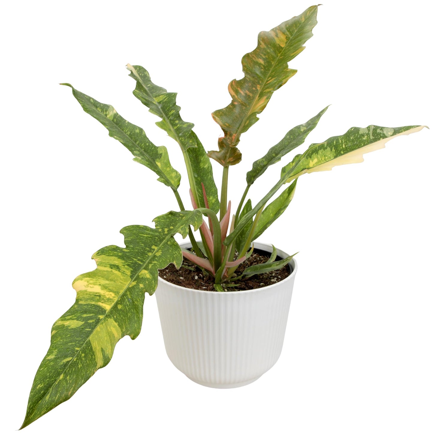 Variegated Ring of Fire Philodendron Houseplant Decor, Air Purifying Houseplants in 6" White Pot, Unique Live Gift, Indoor Planters, Real Plants, Decorative Variegated Plants by Plants for Pets