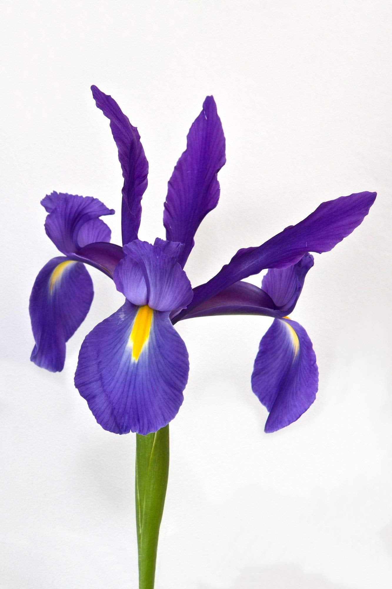 Dutch Iris Sapphire Beauty Bulbs, 25-Count, Violet-Blue Perennial Flowers with Yellow Accents