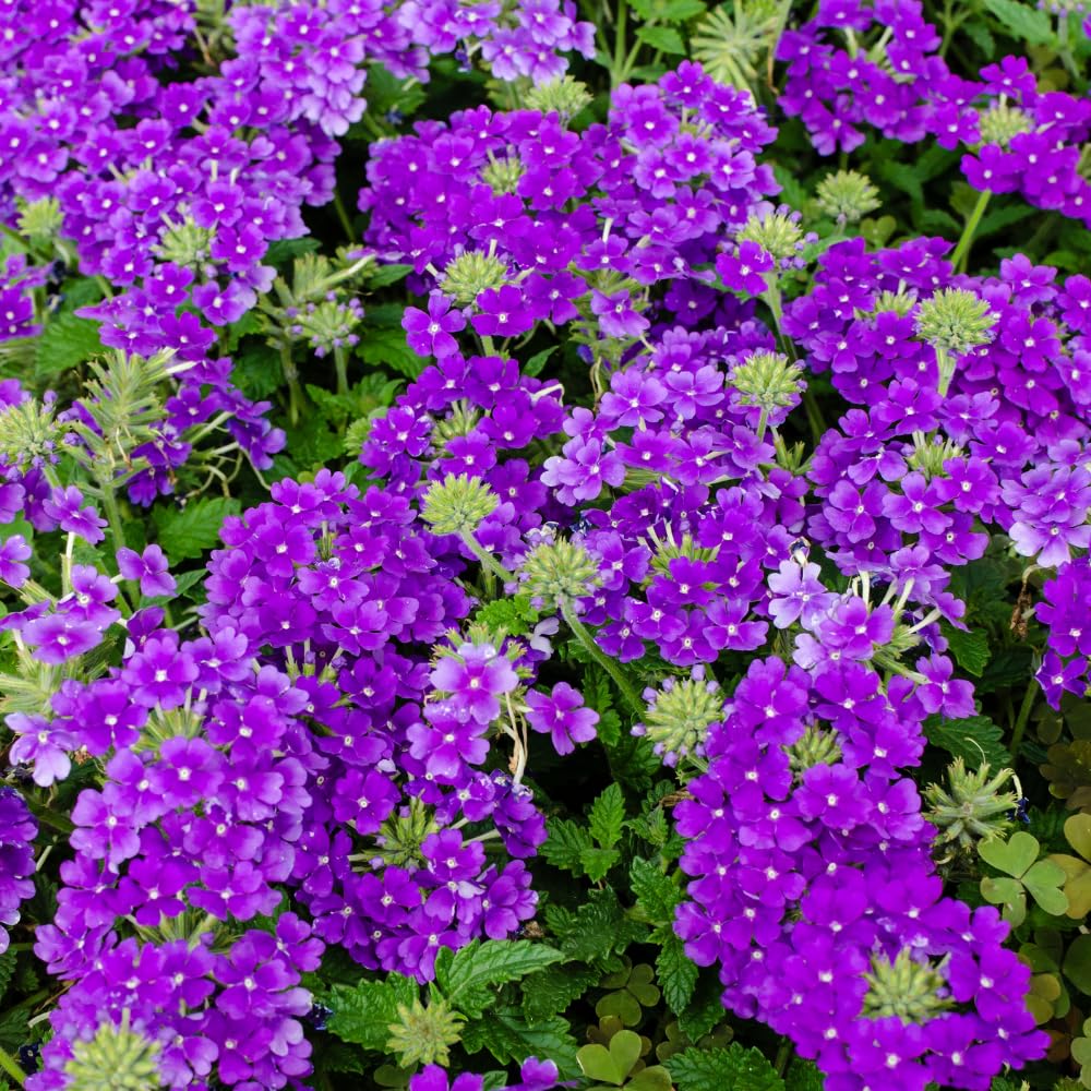 2 Purple Verbena Plants Live for Planting, Colorful Blooming Flower Plant, Verbena Live Plants, 5 to 7 Inc Tall