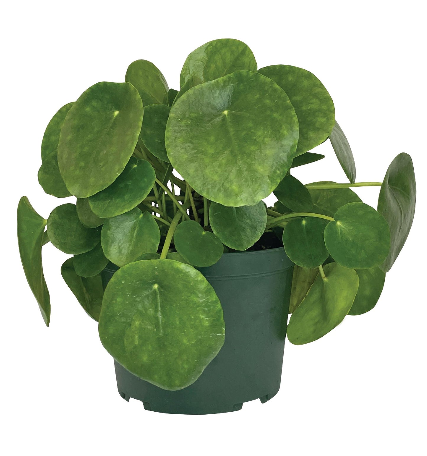 Nature's Way Farms Pilea Indoor Live Plant (6-10 in. Tall) in Grower Pot