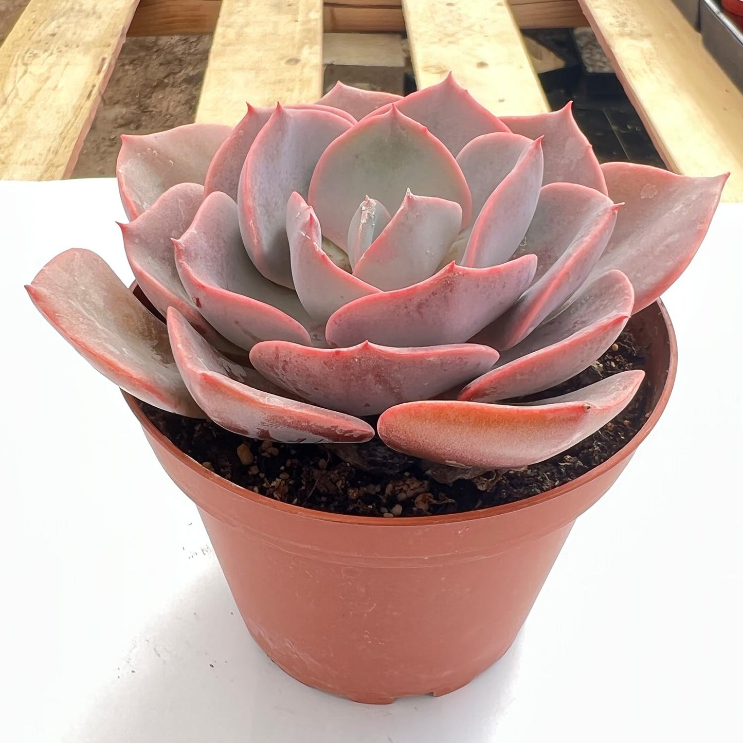 Sprout N Green Live Echeveria 'Dusty Rose', Rare Mini Succulent Plant Fully Rooted in 4" Pot, Real House Plant for Indoor Outdoor Home Office Wedding Decoration Party Favor