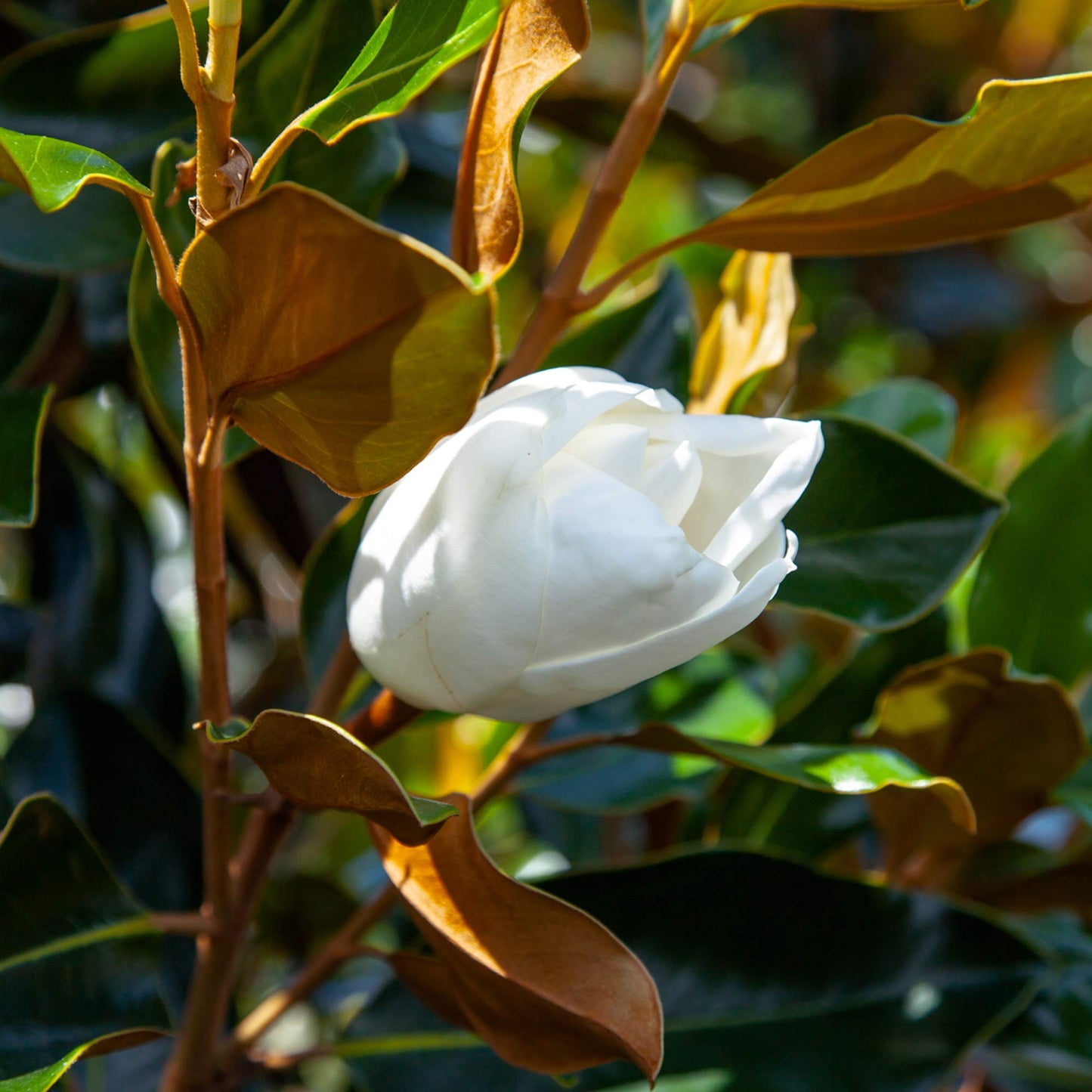 PERFECT PLANTS Bracken's Brown Magnolia Live Plant, 1-2', Includes Care Guide