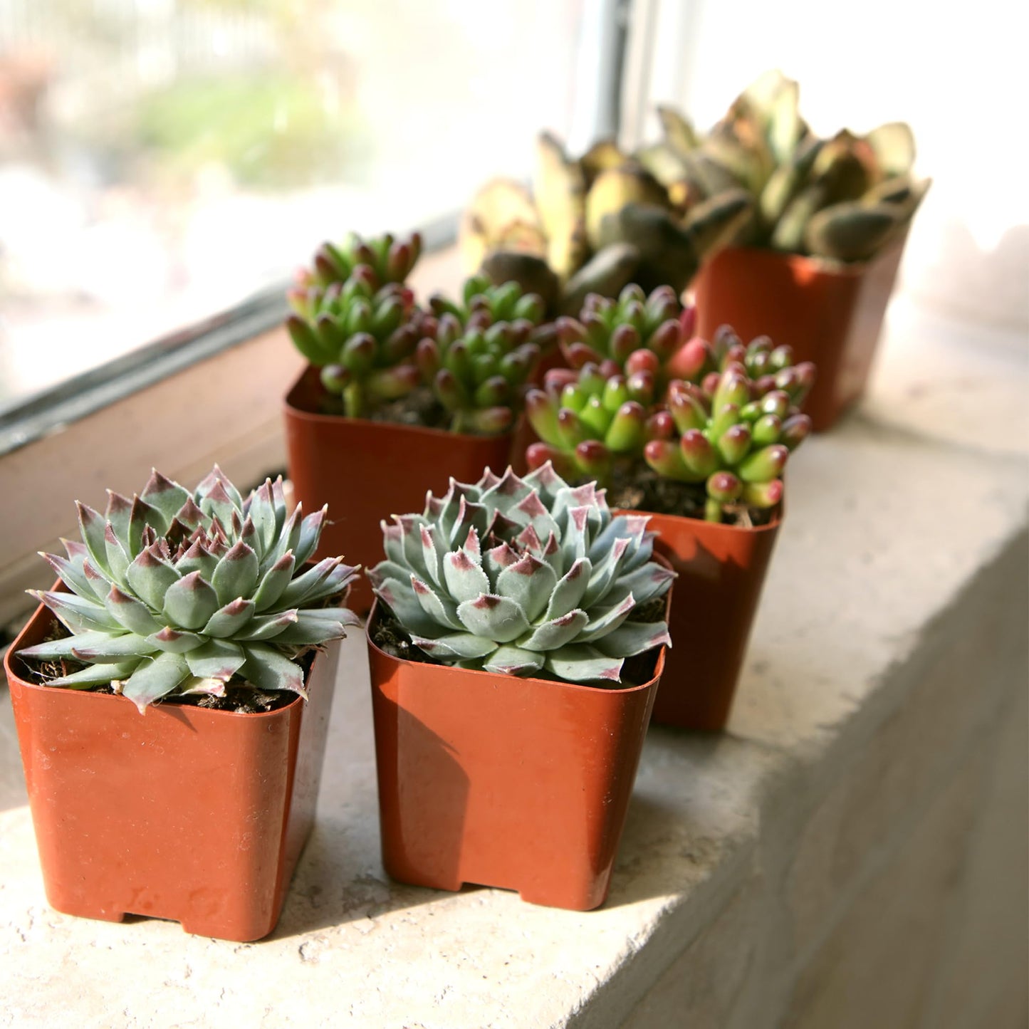 Succulents Plants Live (20PK) Potted Succulent Plants Live House Plants, Cactus Plants Live Plants Indoor Plants Live Houseplants, Indoor Plant Succulents Live Plant House Plant by Plants for Pets