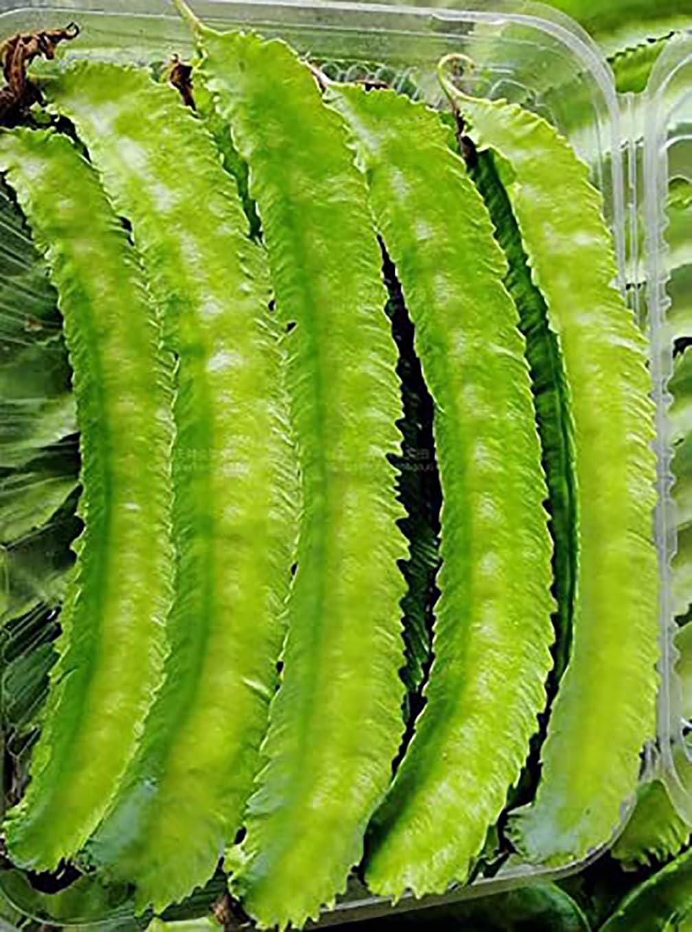 Winged Bean Seeds - Almost All Parts of the Plant are Edible. Once Considered the Food that Could Feed the Planet