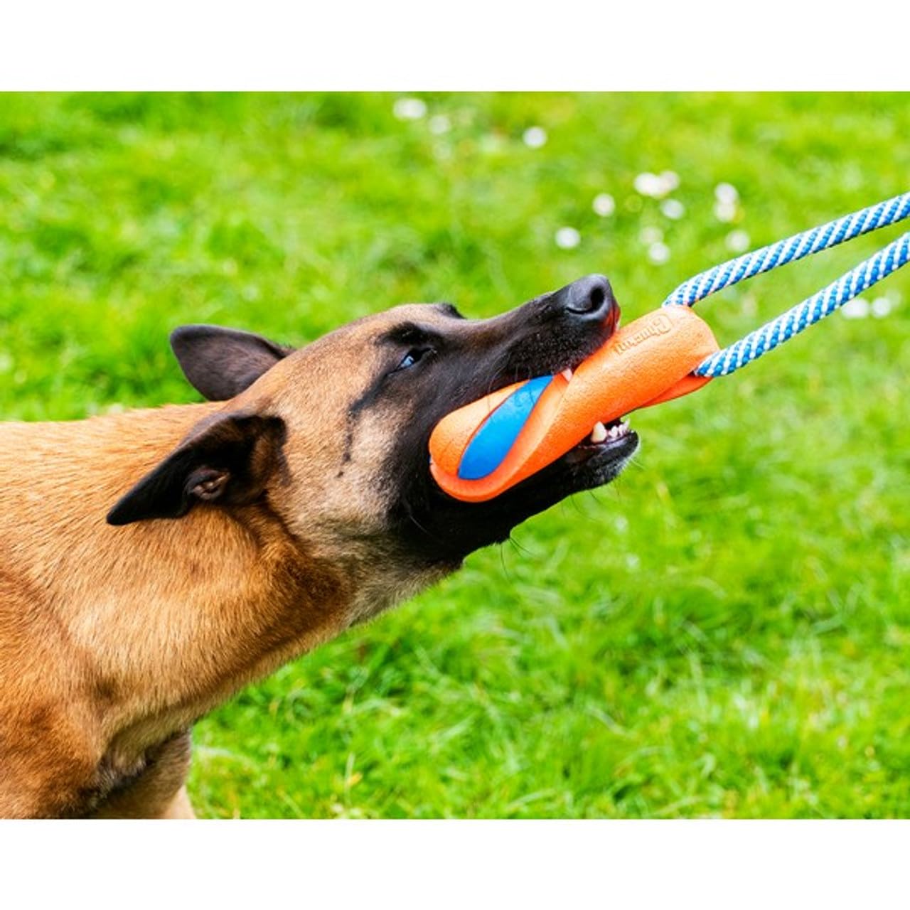 Chuckit! Ultra Bumper Tug Dog Toy Rope and Rubber Fetch Toy Tug of War for Dogs