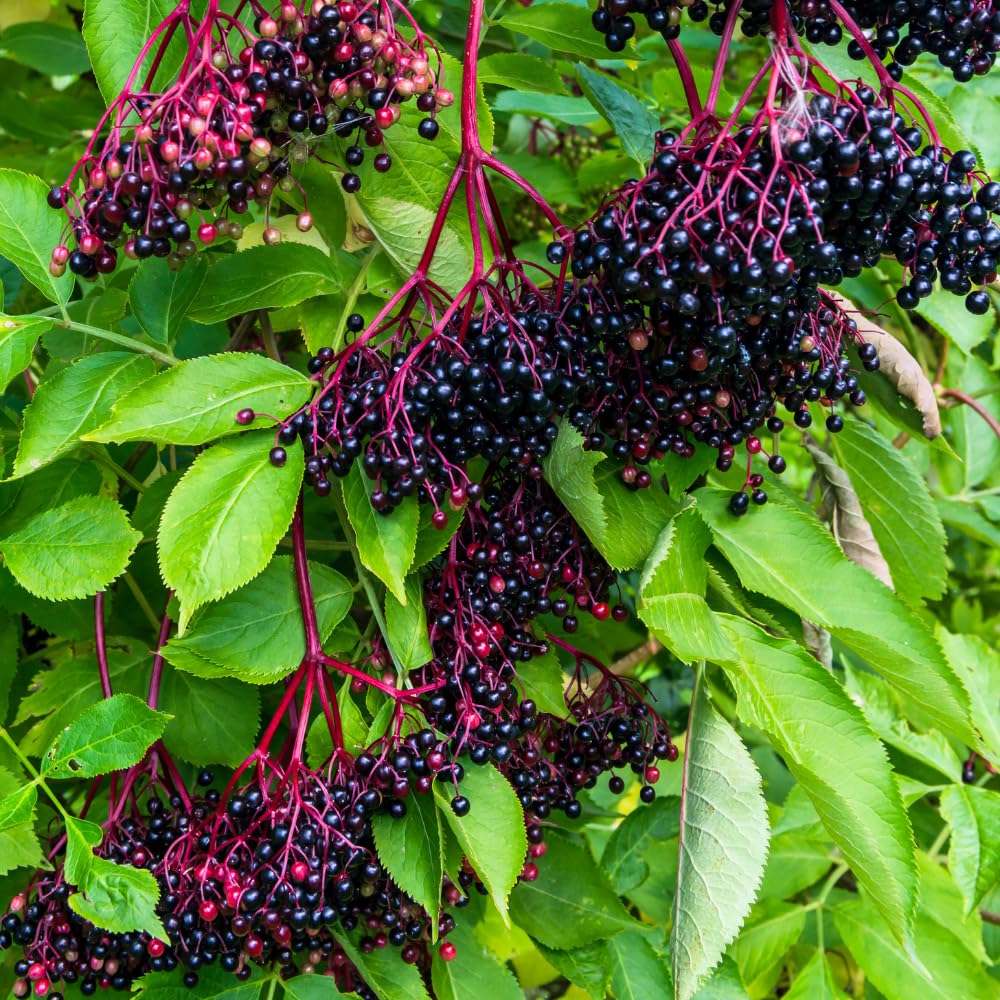 Elderberry Plants Live for Planting, Elderberry Bushes Live Plant in One Gallon Pot, Cold Hardy and Perennial Shrub for Outdoor Garden, 2-3 Feet Tall