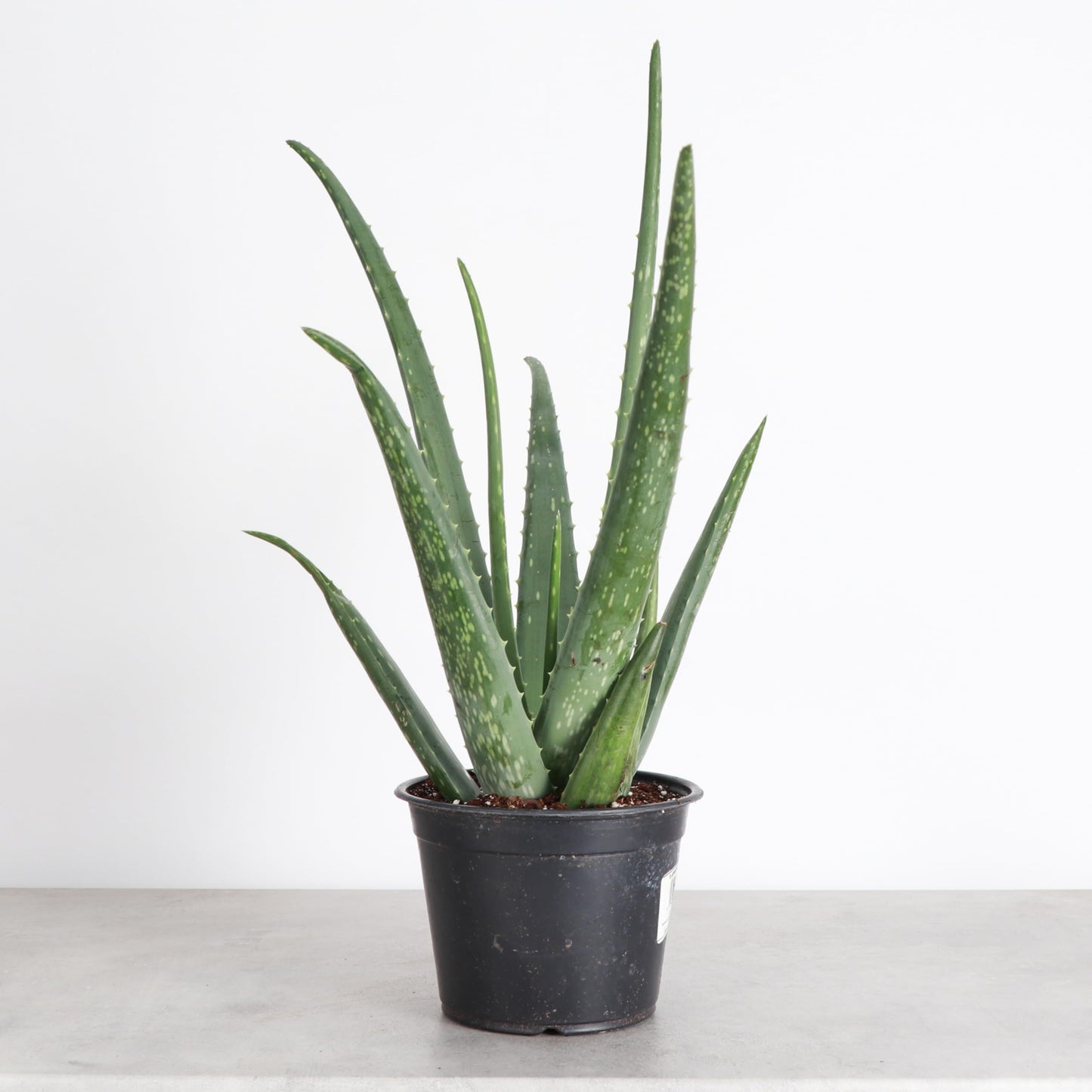 Thorsen's Greenhouse Aloe Vera, Live Indoor Plant, Aloe barbadensis, Easy to Grow, Succulent, Natural Air Purifier, 6" Diameter Pot (Nursery Pot)