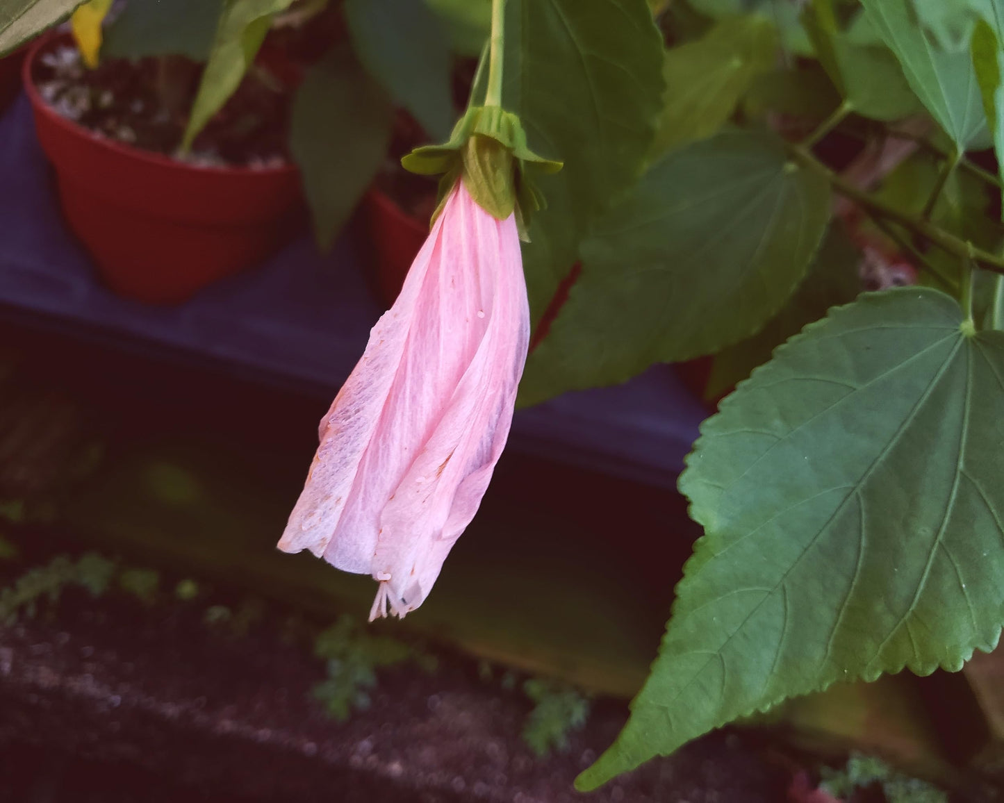 Turks Cap Heirloom Sleeping - Hibiscus Malvaviscus arboreus - Live Plant - Peach Pink Spiral Flower - Emerald Goddess Gardens Starter - Sz 4 Inch Pot