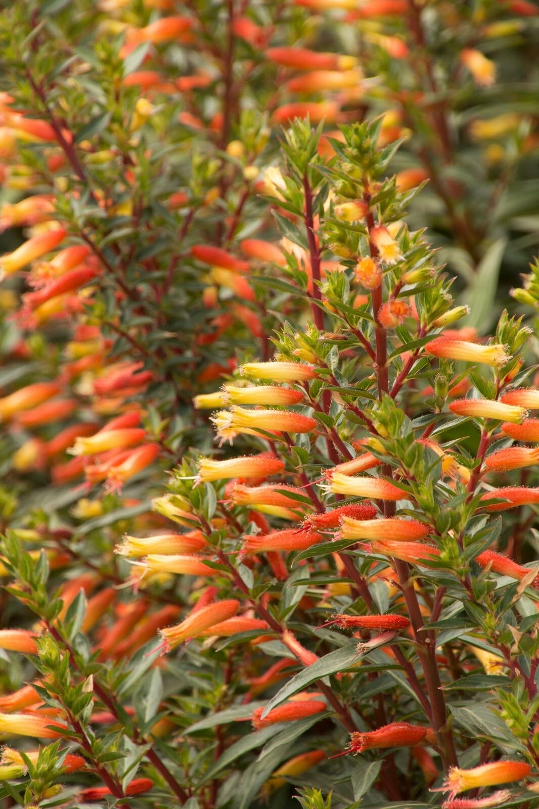 Live Plant - Candy Corn Cuphea Melvilla Starter Plant Attracts Hummingbirds & Butterflies