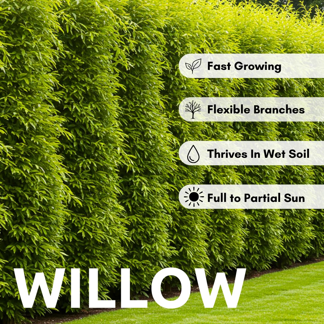 Natural Privacy Fence - 60 Ft Long - Grow 20 Fast Growing Hybrid Willow Trees - Up to 10 Feet First Year - Change The View