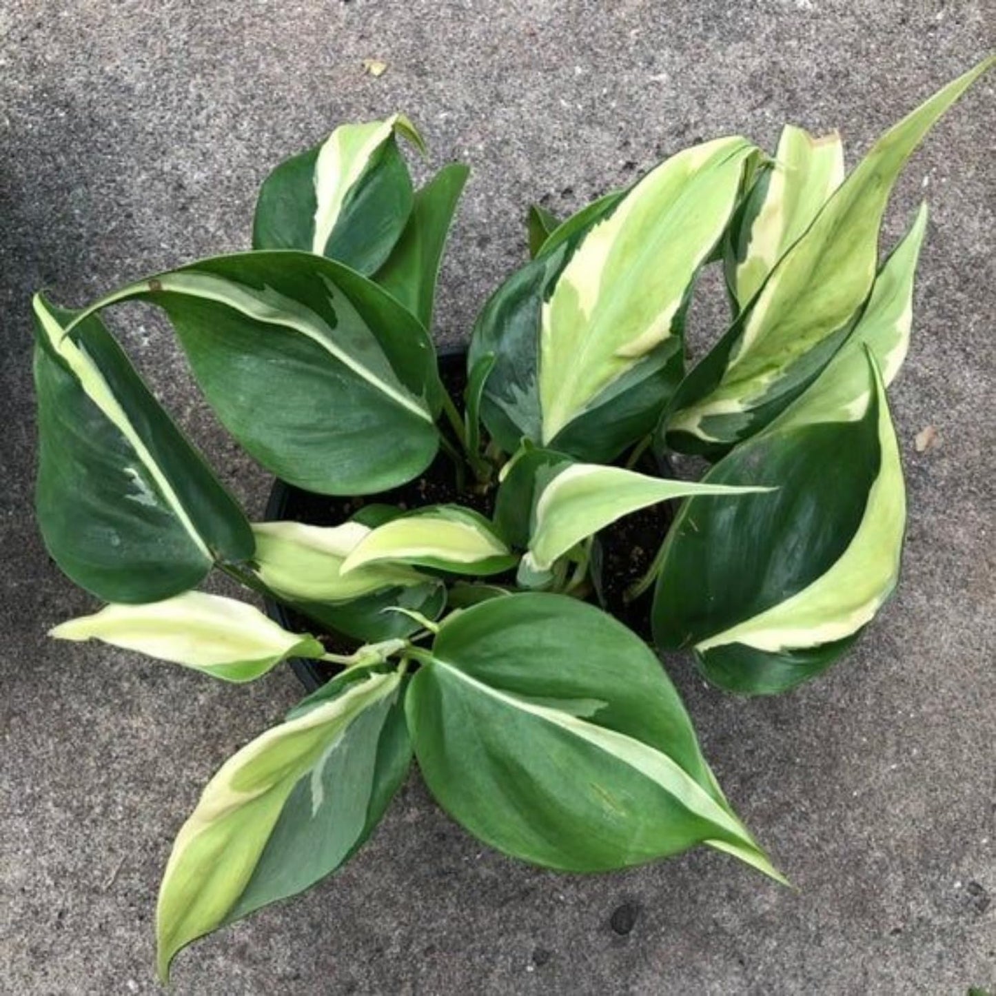 Philodendron Plant in 4 Inch Pot, Tropical Indoor Houseplant, Easy Care Foliage Plant for Home, Office, or Patio (Silver Stripe Philodendron)