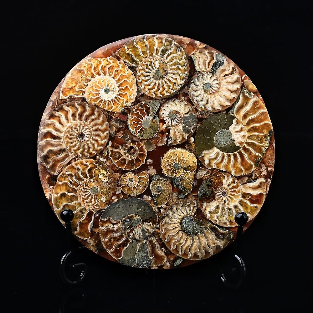 WNJZ 1PC Natural Gorgeous Disc Fossil Conch Specimen with Stand Set for Room Decor Crystal Collectible Present (Style A Set)