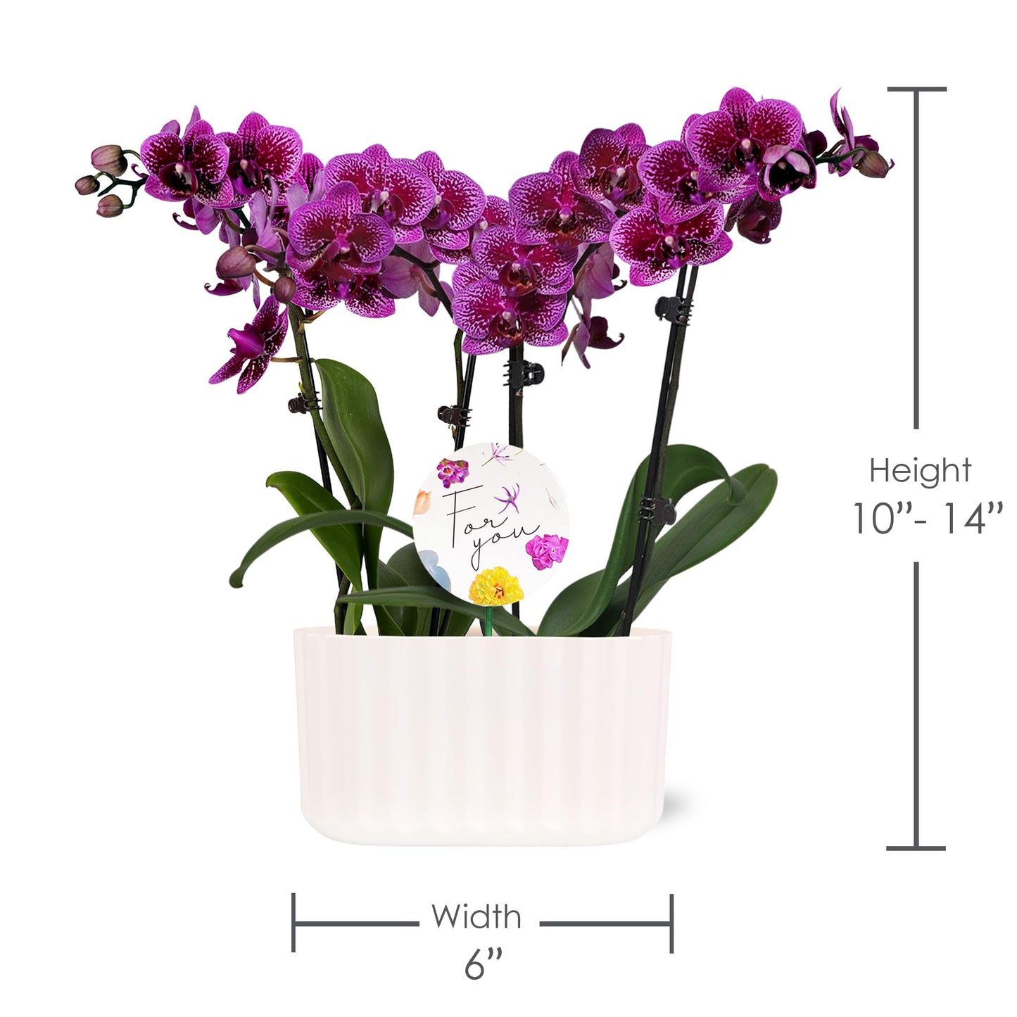 Wild Interiors Green Circle Growers 6" Double Mini Dark Purple Orchids in White Memphis Floramx Planter – Live Orchid Arrangement, Elegant Indoor Flowering Plant Gift