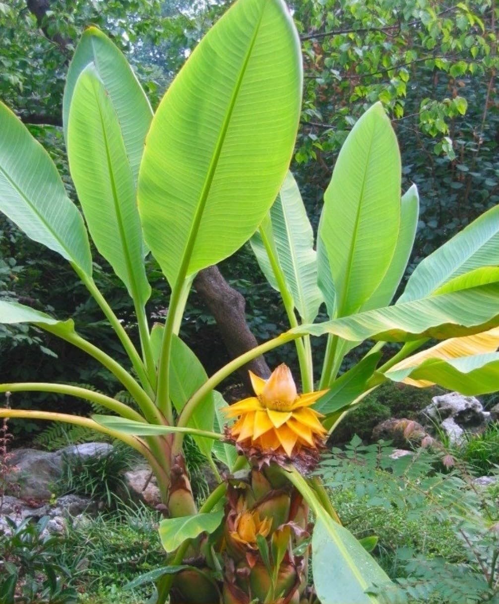 Live Plant - Chinese Dwarf Yellow Banana/Golden Lotus Musella Lasiocarpa Live Starter Plant