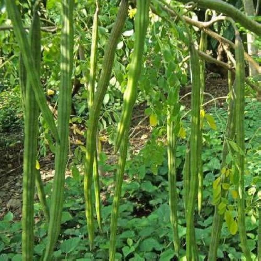 Indian Moringa Seeds High-Yield Drumstick Seeds for Home Garden, Terrace Gardening, Organic Vegetable Farming, Easy to Grow, Fast Germination, Suitable for Pots and Outdoor Planting (Pack of 15)