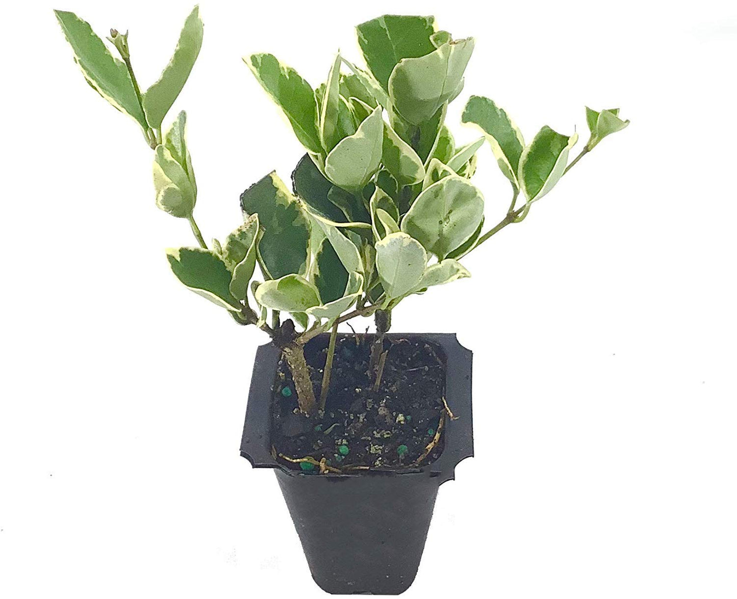 Ligustrum Japonicum Jack Frost Privet - 40 Live Plants - Variegated Evergreen Hedge