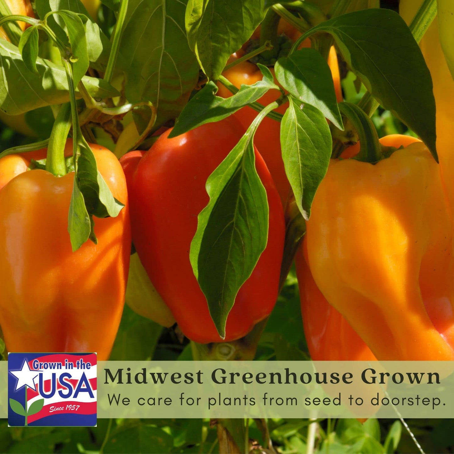 Clovers Garden Gypsy Sweet Pepper Plants– Two (2) Live Plants – Non-GMO - Not Seeds - Each 4" to 8" Tall – in 4" Inch Pots - Sweet Elongated Shape, Large Fruits