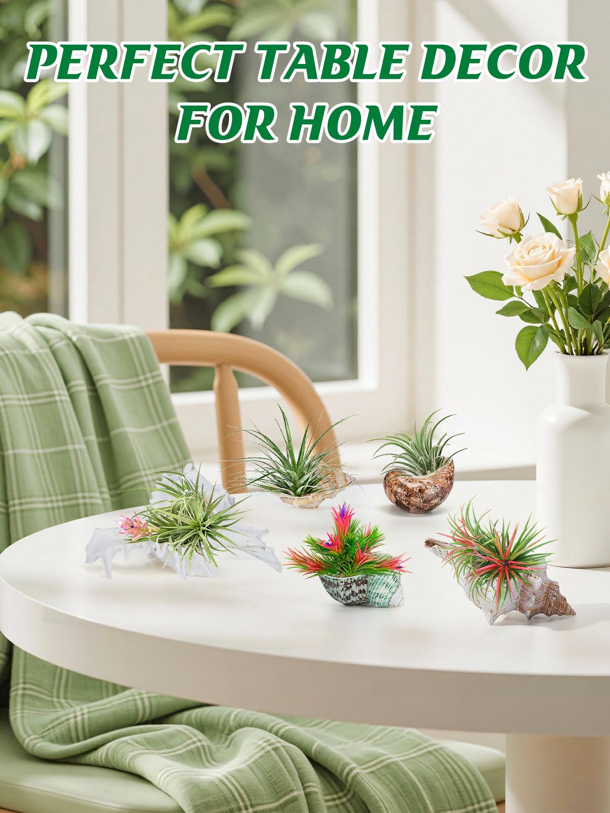 Biggun 5 Pack Conch Sea Shell Air Plant Holder-Natural Conch Plant Pots Holder in 5 Styles Decorative Tillandsias Succulent Display Container Table Centerpiece for Home Garden Beach Theme Party Favor