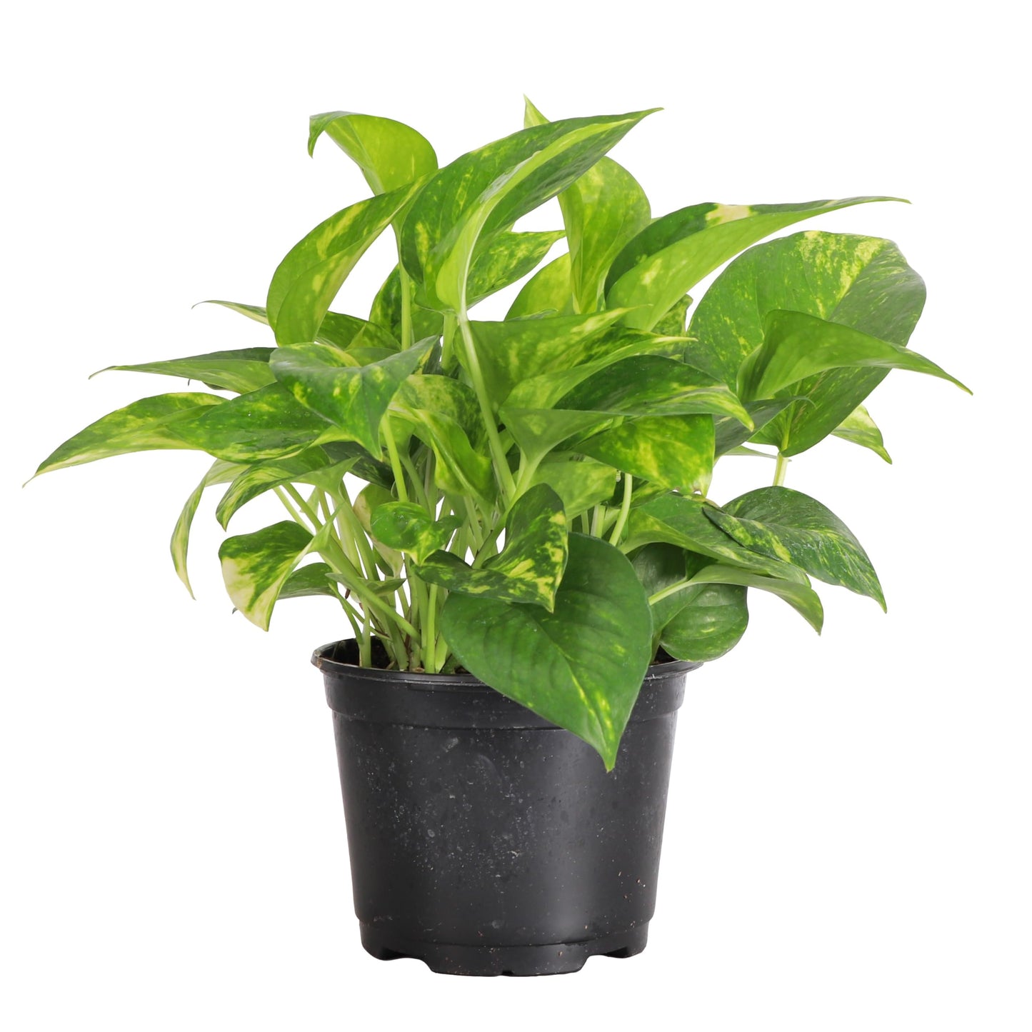 Thorsen's Greenhouse Golden Pothos, Live Indoor Vining Plant, Easy to Grow, Variegated Houseplant, Natural Air Purifier (Nursery Pot, 6-inch Pot)