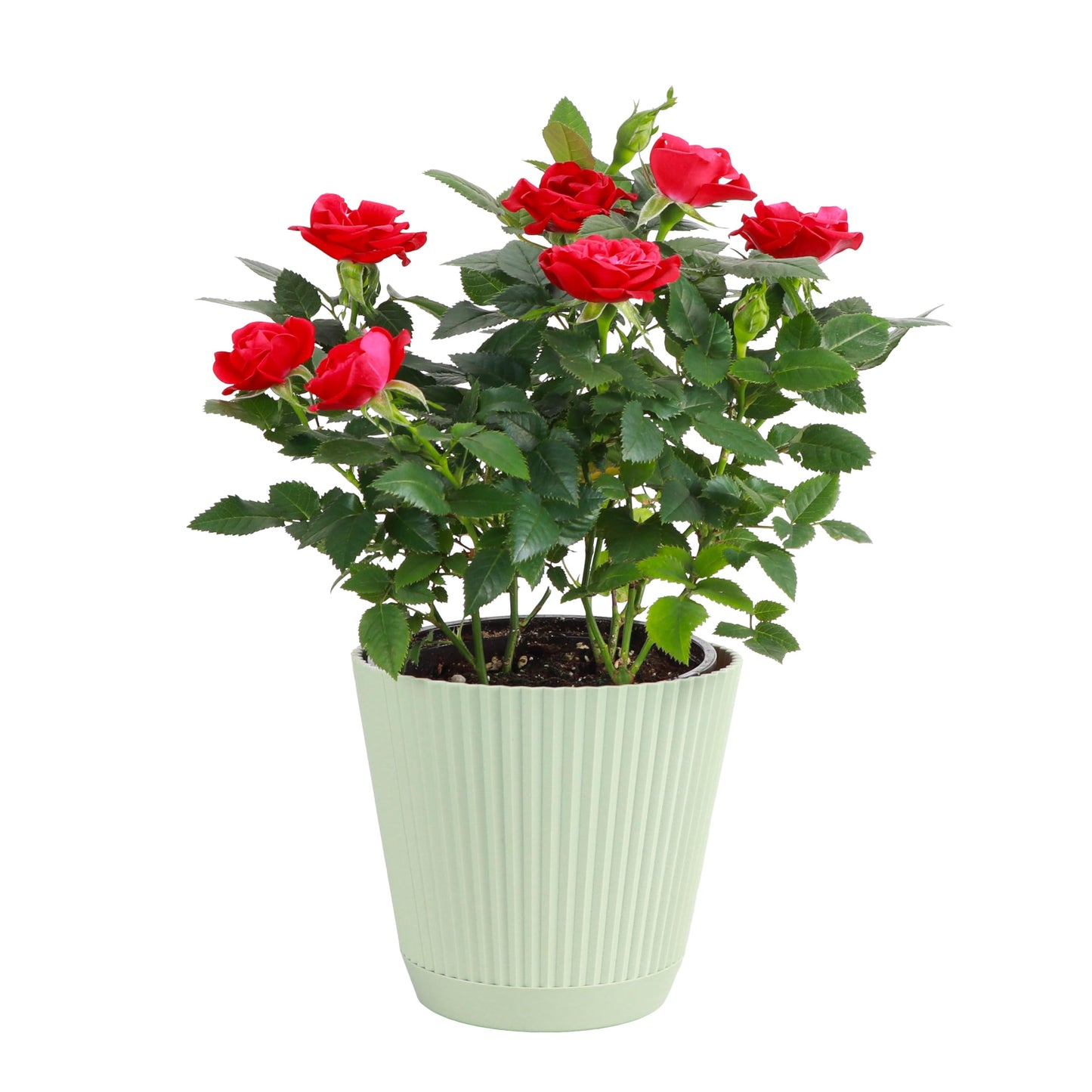 Thorsen's Greenhouse Mini Rose Bush, Spring Blooming Live Plant, Suprise Bloom Color, Gift for Mom, 4" Diameter Plant (Sage)