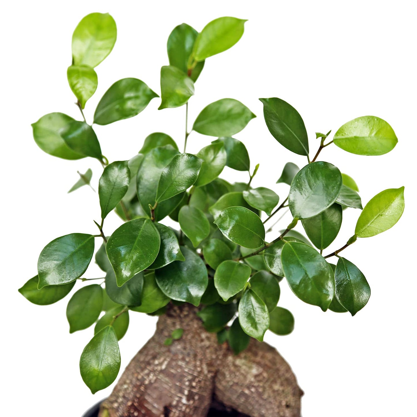Live Ginseng Ficus, Ficus Retusa, Taiwan Ficus, Banyan Fig, Bonsai Houseplant, Birthday Gift, Housewarming Gift for The Home, Plant Lover Gift, Live Potted Houseplant in 6" Pot