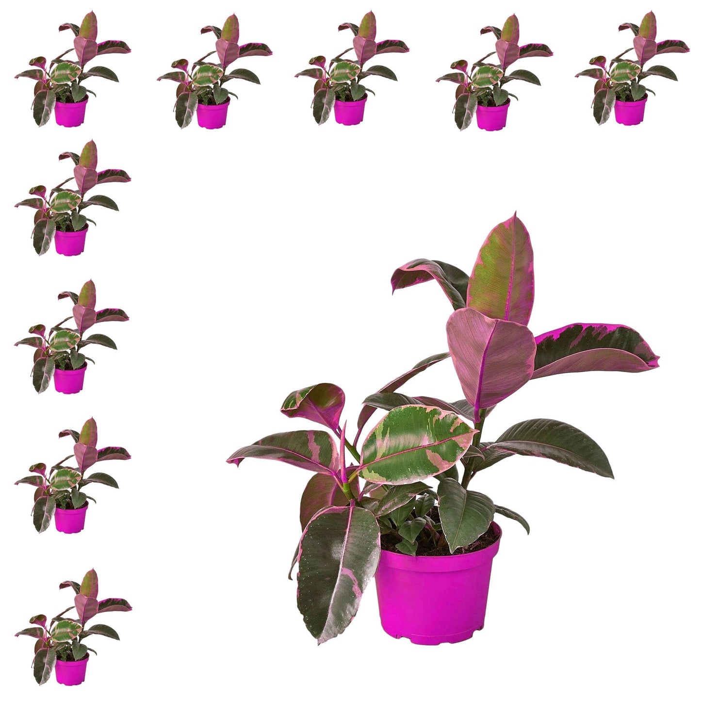 10 Pack Ficus Elastica 'Ruby Pink' in 4in Pot - Live Plants Tropical Houseplants | Variegated | USA Growers | The Snobby Leaf