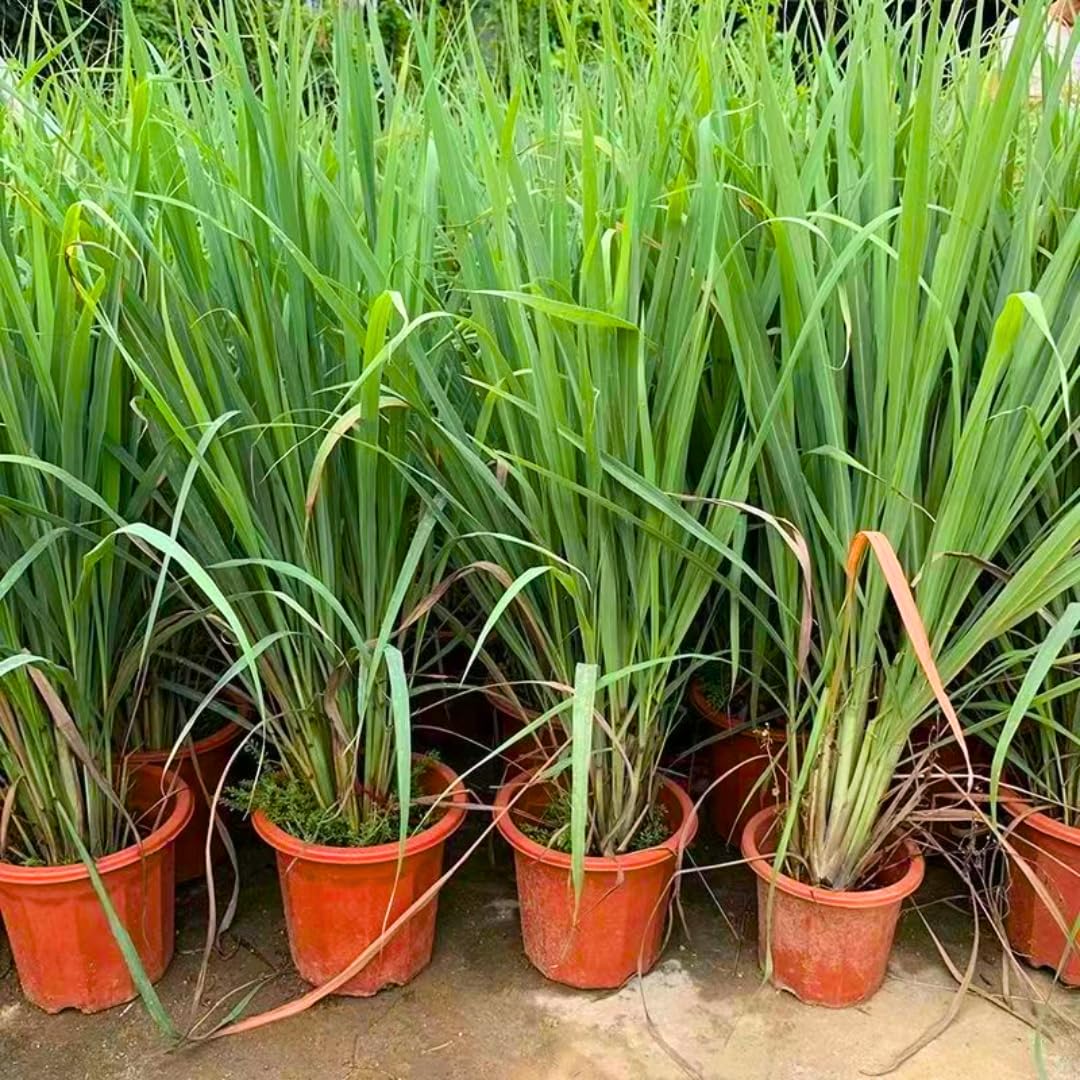 6 Lemon Grass Live Plants for Outside, Lemongrass Plants for Outdoor Planting Herb, Rooted Stalks