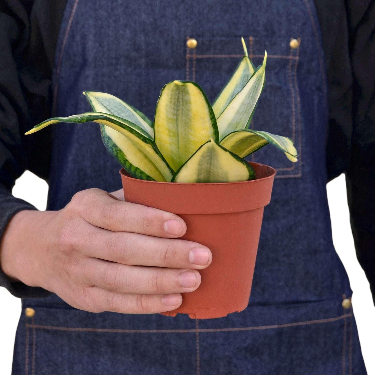 Snake Plant Gold Hahnii Live Plant for Indoor | Different Houseplants in 4'' & 6'' Pot | Real House Plant for Living Room, Office, Desk & Bathroom | Laurentii