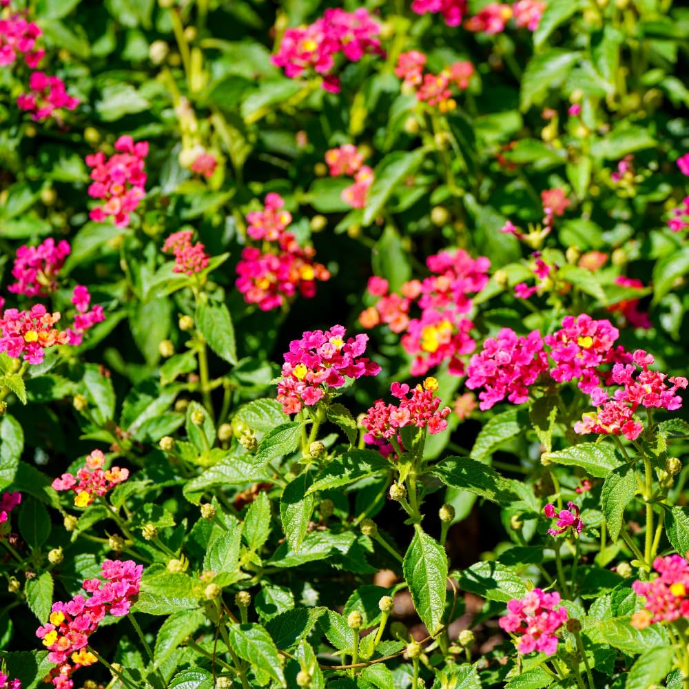 2 Lantana Plants Live, Lantanas Live Plants for Planting Indoor Outdoors, Perennial Flowers, 4-9 Inch Tall Well-Rooted (Pink Lantana)