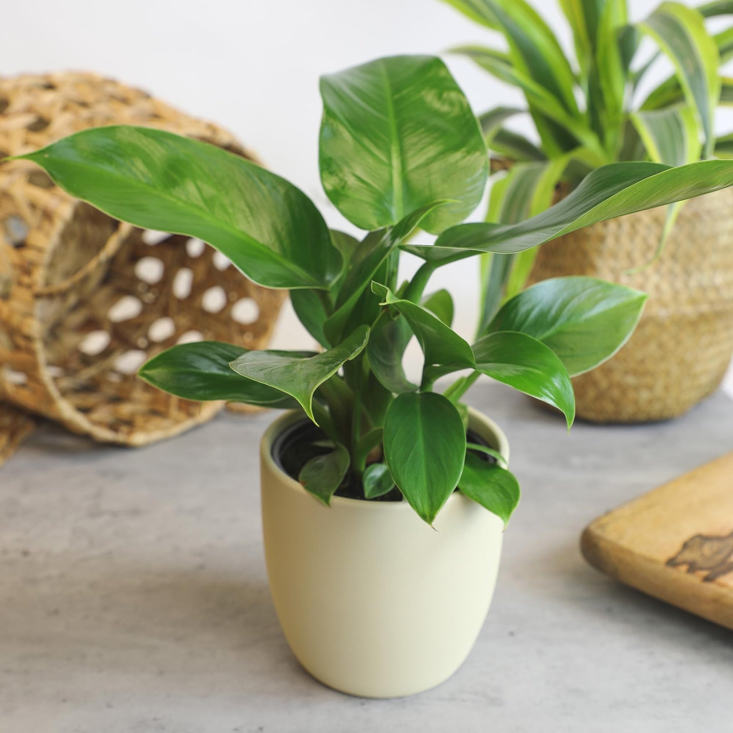 Live Philodendron Houseplants (3PK) Indoor Houseplant Philodendrons Mix Pack, Real Plant Box, Rotating Assortment