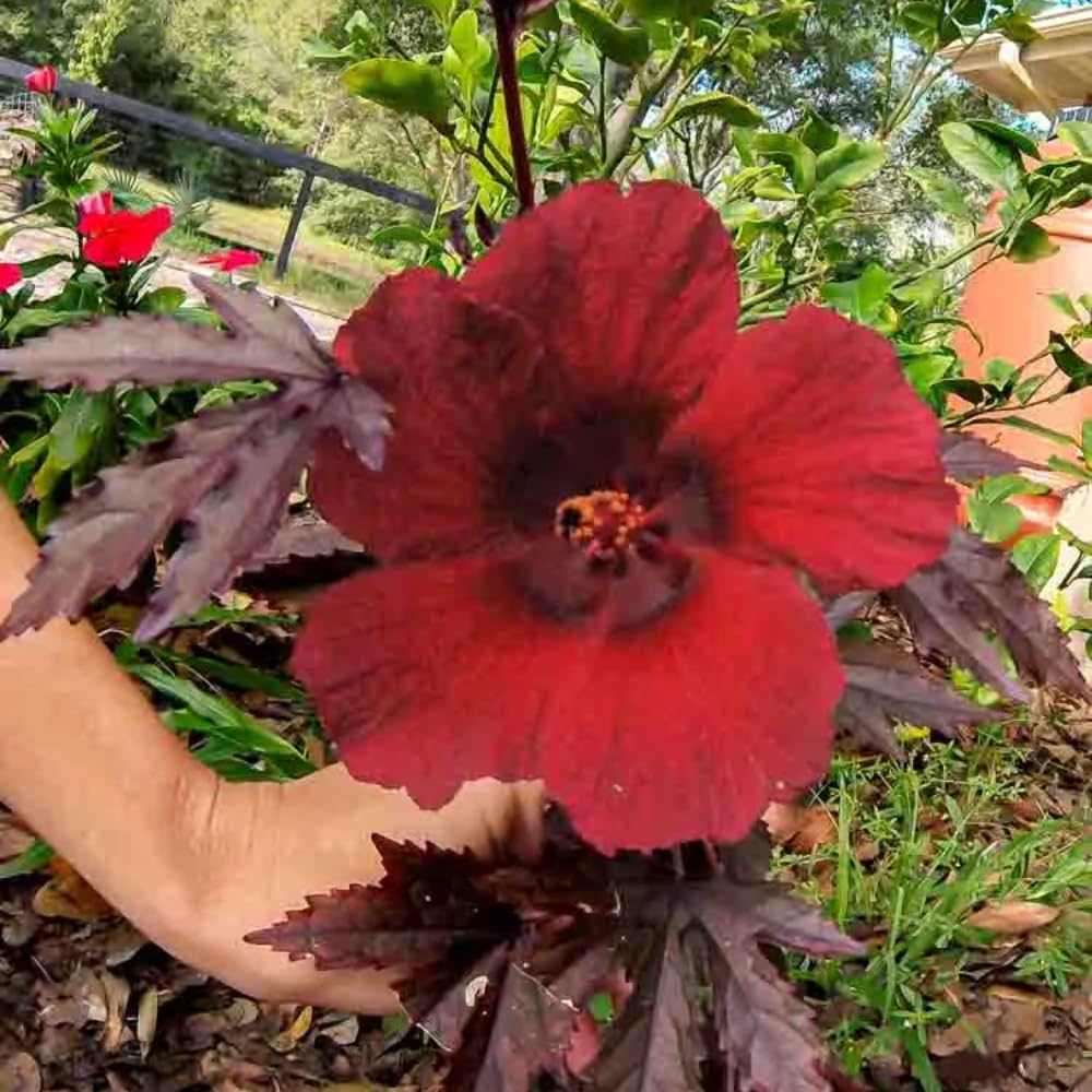 Pack 2 Cranberry Hibiscus Plants Live, 4-8 Inches Tall, Edible Ornamental Plant, Red Hibiscus Flowers