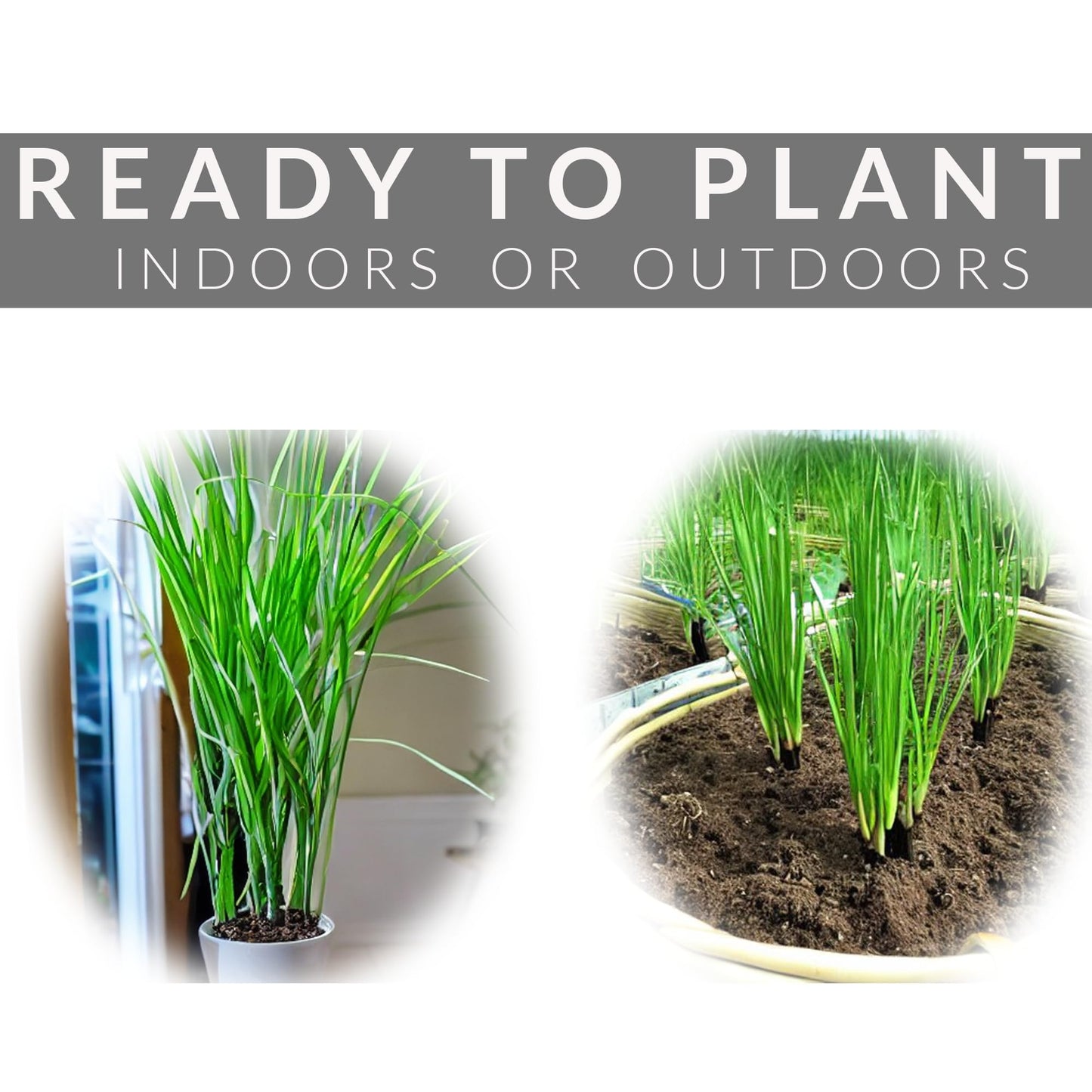 5 Lemongrass Plants 12 Inches Long, Rooted & Ready to Plant, Hydroponically Grown Lemon Grass Live Stalks, Natural Mosquito Repellent, Premium Quality Stalks Perfect for Tea and Essential Oils