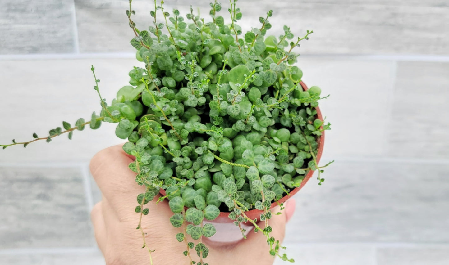String of Turtles Peperomia Prostrata Plants Live Houseplants, Rare Indoor Plants, Fully Rooted Live Indoor Plants in 4-Inch Pot by 3exoticgreen