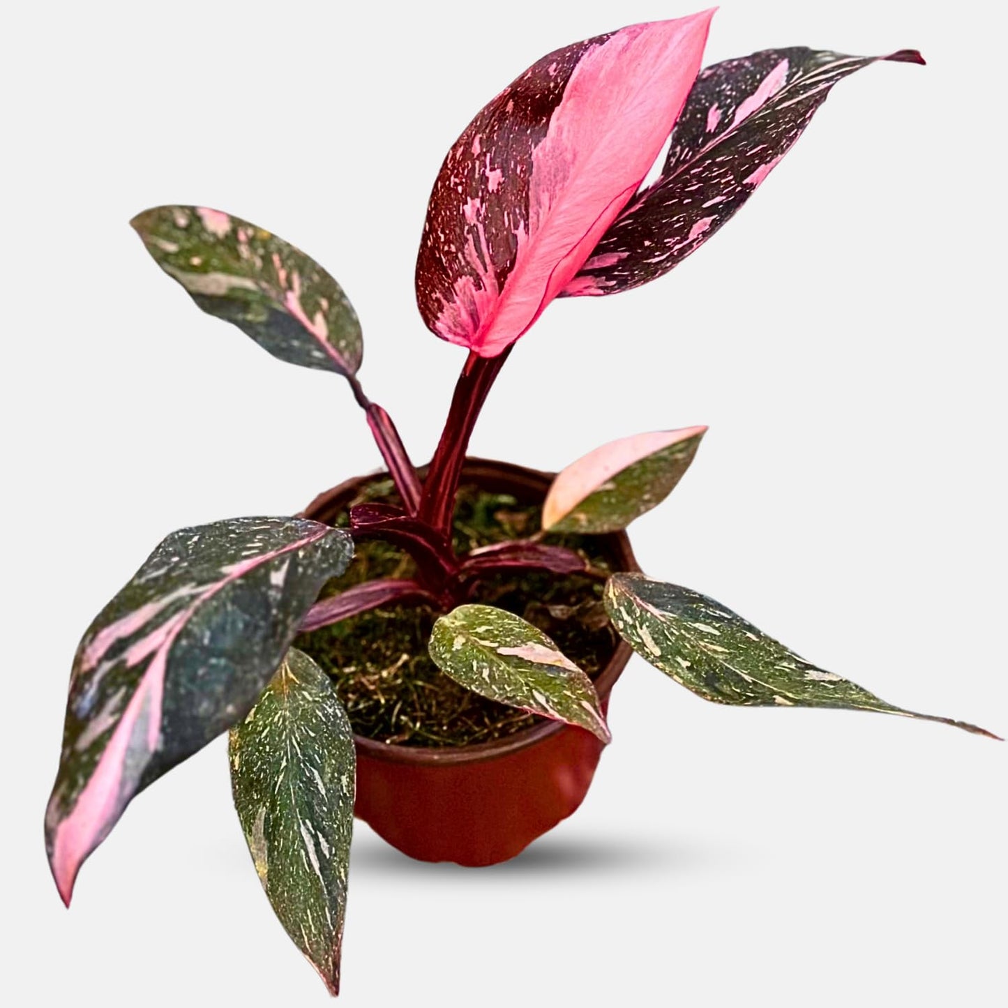 4 Inches Philodendron Pink Princess Live Plant with 4" Pot - Philodendron Plant Live Easy to Grow and Air Purifying - Indoor Houseplants for Home Office Wedding Decor & Gift Idea(Heat Pack Included)