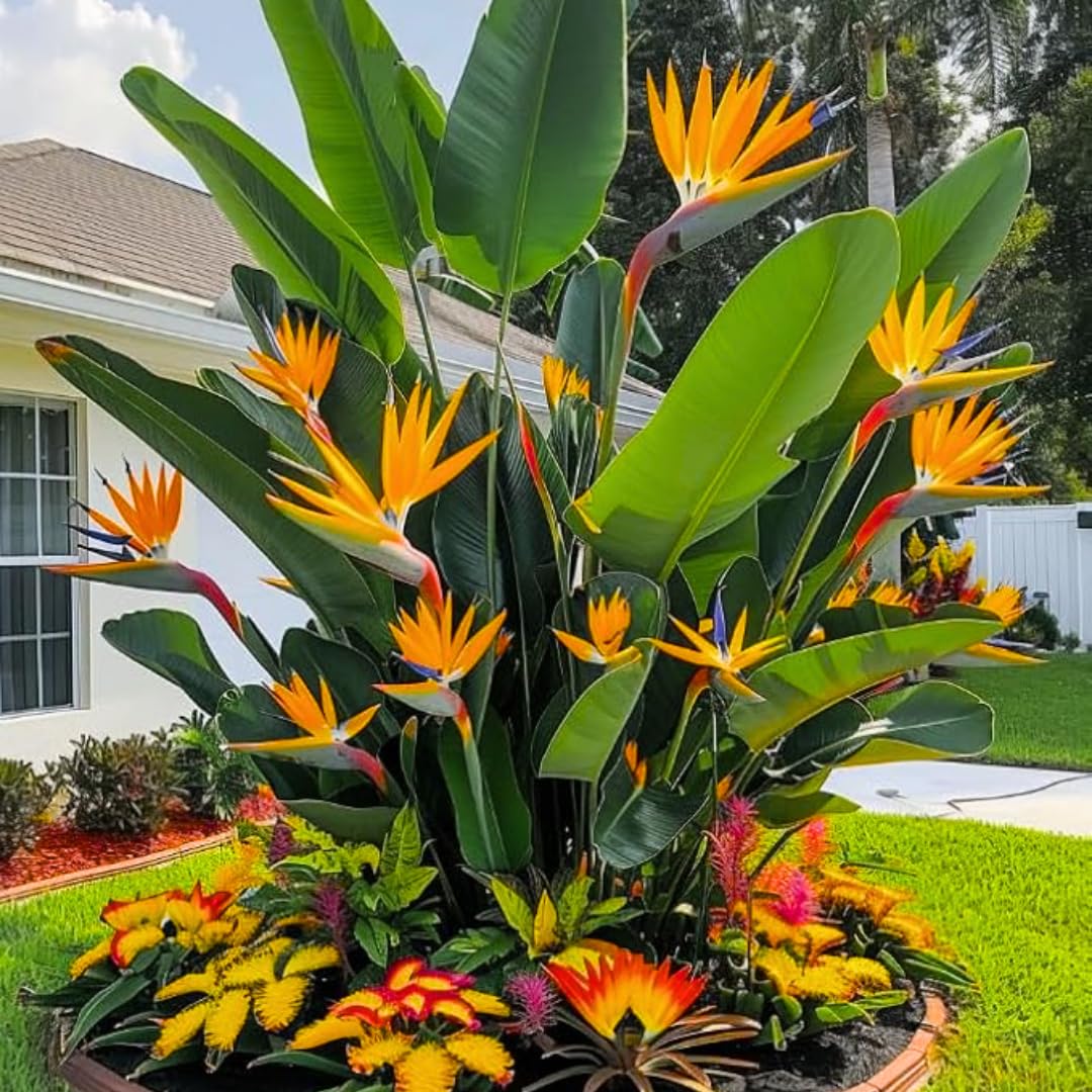 Orange Bird of Paradise Plants Live, Strelitzia Reginae Well-Rooted Bush, 5-9" Tall, No Pot, Tropical Perennial Blooming, Houseplant Indoor Outdoor Planting