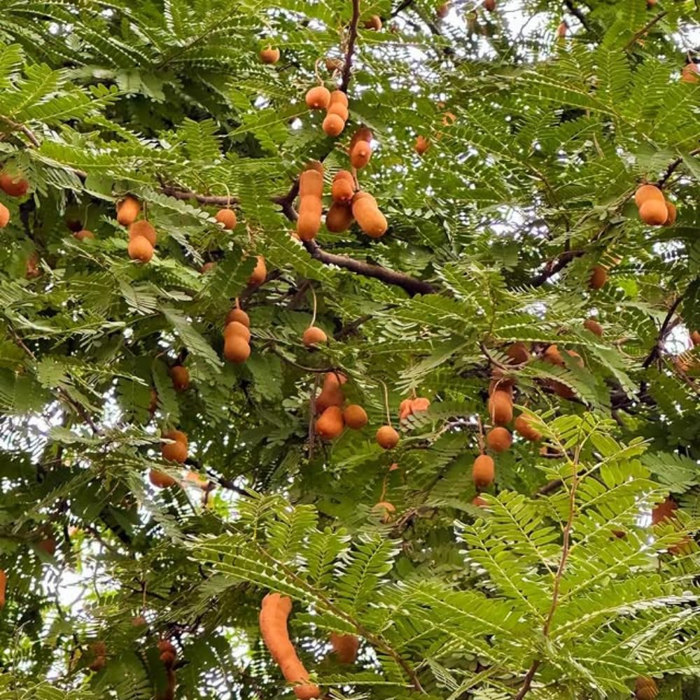 Tamarind Tree Plant Live, Tamarind Fruit Perennial Tropical Plants, Live Fruit Tree, 3 Feet Tall in 3 Gallon for Outdoor Gardening
