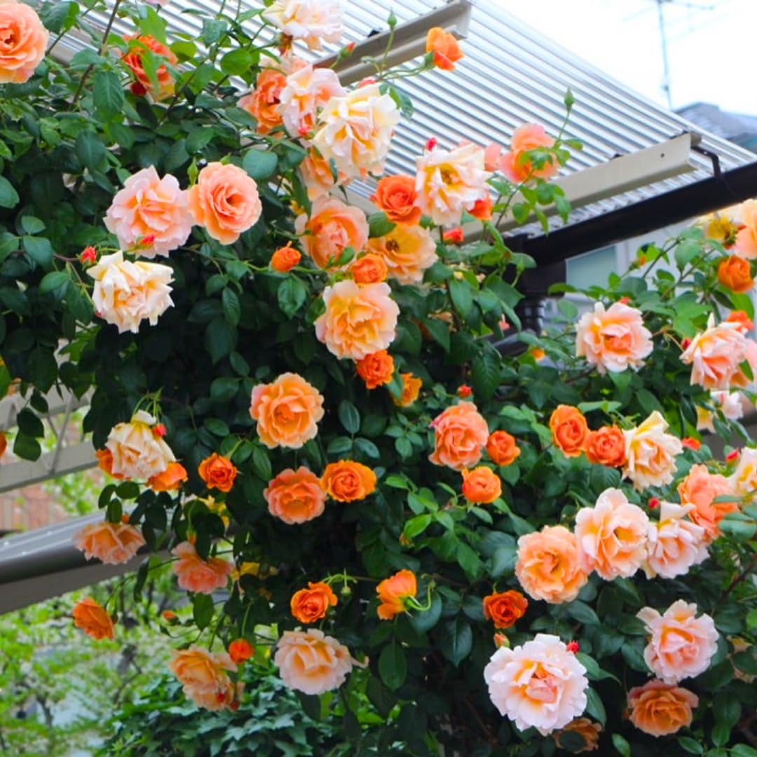 Pinky Apricot Orange Honey Rose Bush Plant Live Shrub, Climbing Rose Fragrant Rose Bushes Plant Live, Roses for Planting, Starter Size, 4 to 10 Inc Tall
