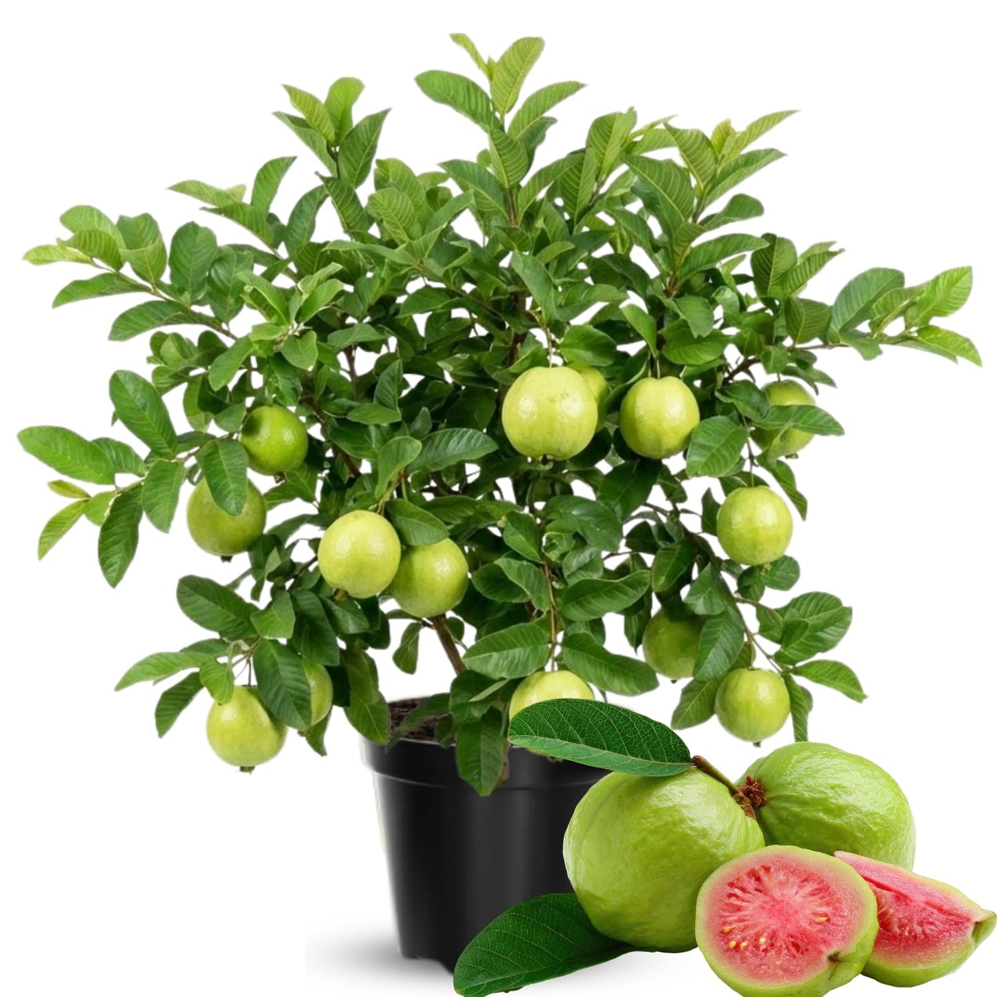 Grafted Pink Guava Tree Live Plant, 2 Feet Tall in Gallon Pot, Fruiting Airlayered Grafted Guava Fruits for Gardening