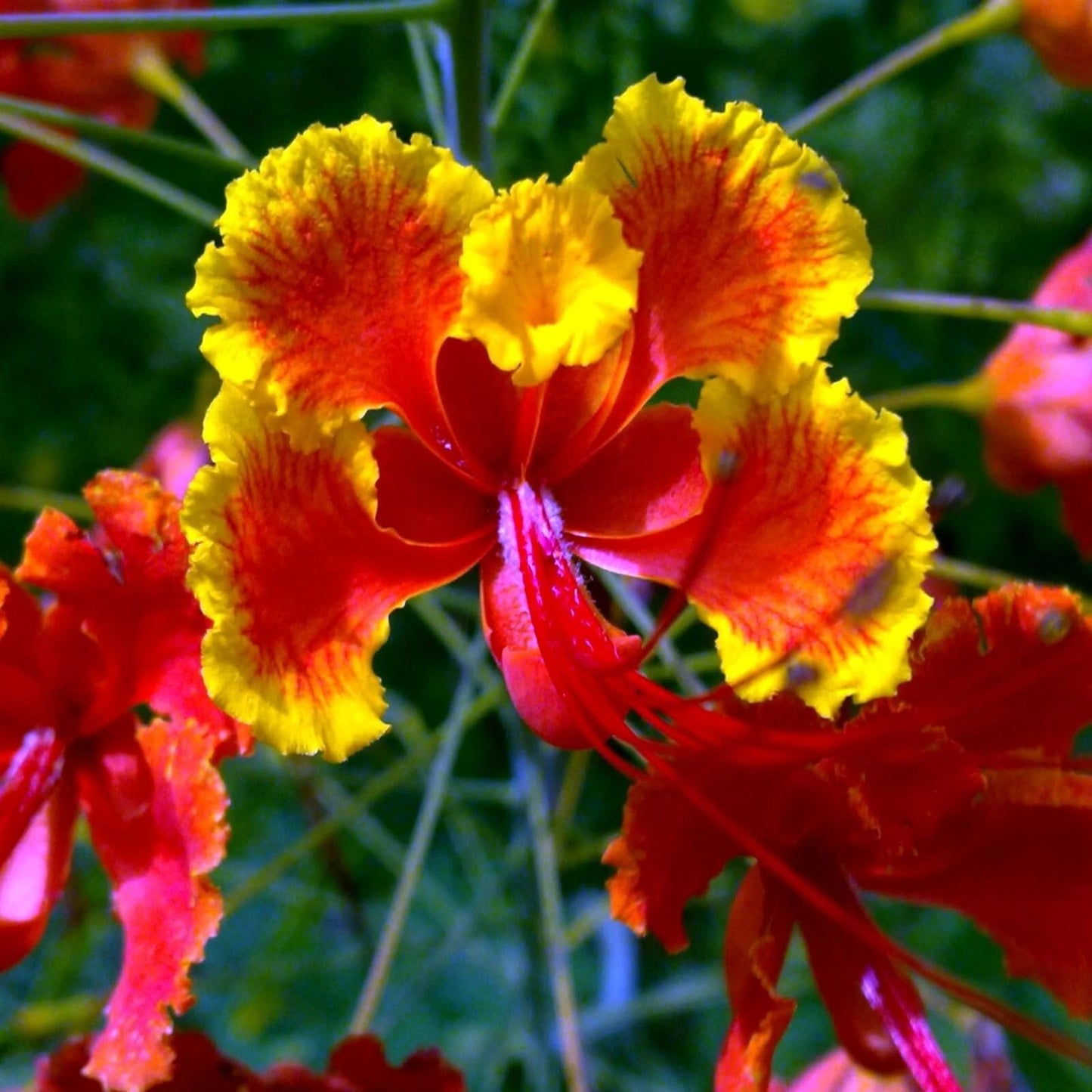 5 Mexican Red Bird of Paradise Seeds (Caesalpinia pulcherrima) – Dwarf Poinciana Flower Shrub