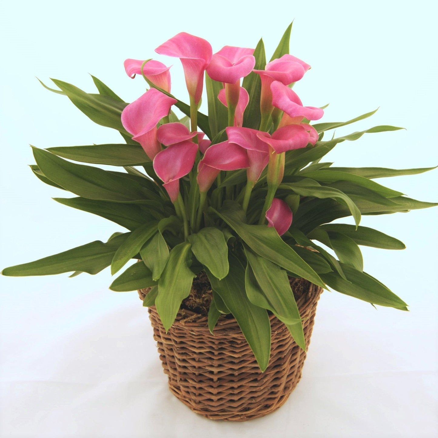 Easy to Grow Calla Lily Garnet Glow 3 Bulbs - Rich Pink Flowers Blooms in Summer Sun Tropical Spring Planted