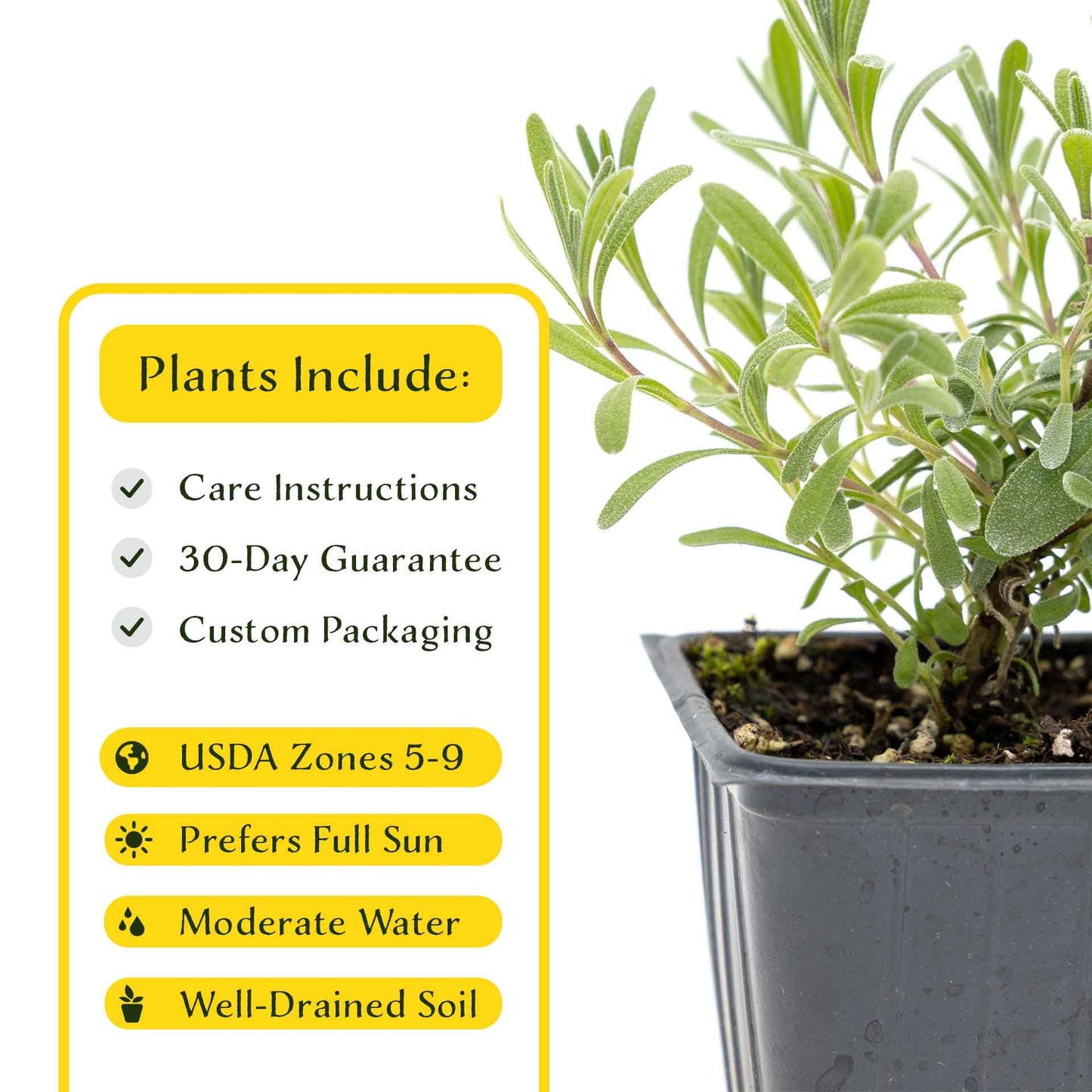 2 Super Blue Lavender Plants (Lavandula angustifolia 'SuperBlue') | Live Evergreen Herb with Fragrant Purple-Blue Blooms | Fast-Growing Perennial for Pollinators & Landscaping in 3.5" Cubes
