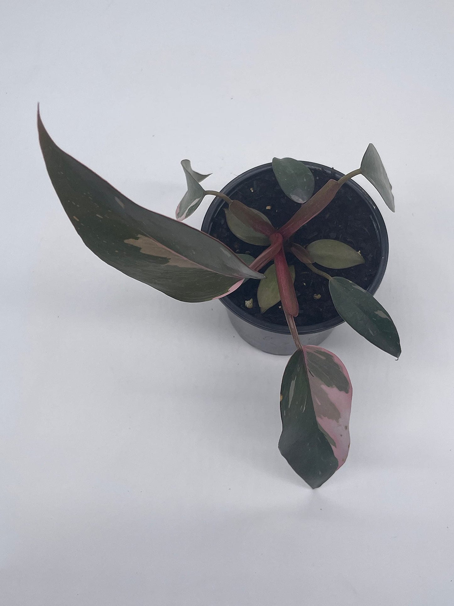 BubbleBlooms Philodendron Pink Princess in a 4 inch Pot Extremely Rare House Plant