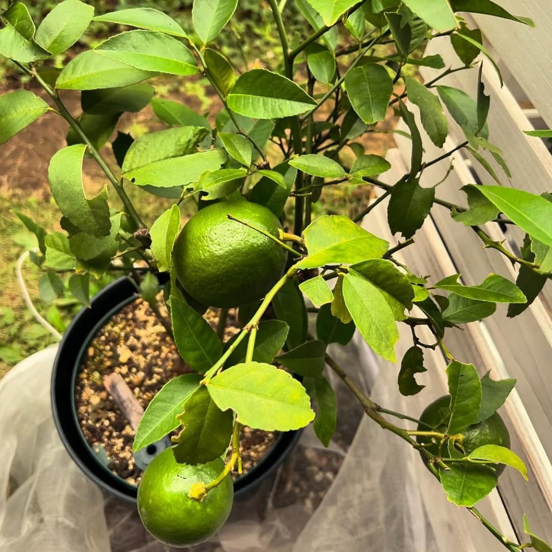 Meyer Lemon Tree Live Plant in Pot, Fruit-Bearing 2-3 Years Old Trees, Yellow Lemon Lime Tree in 3 Gallon Pot, High-yielding Spring Planting