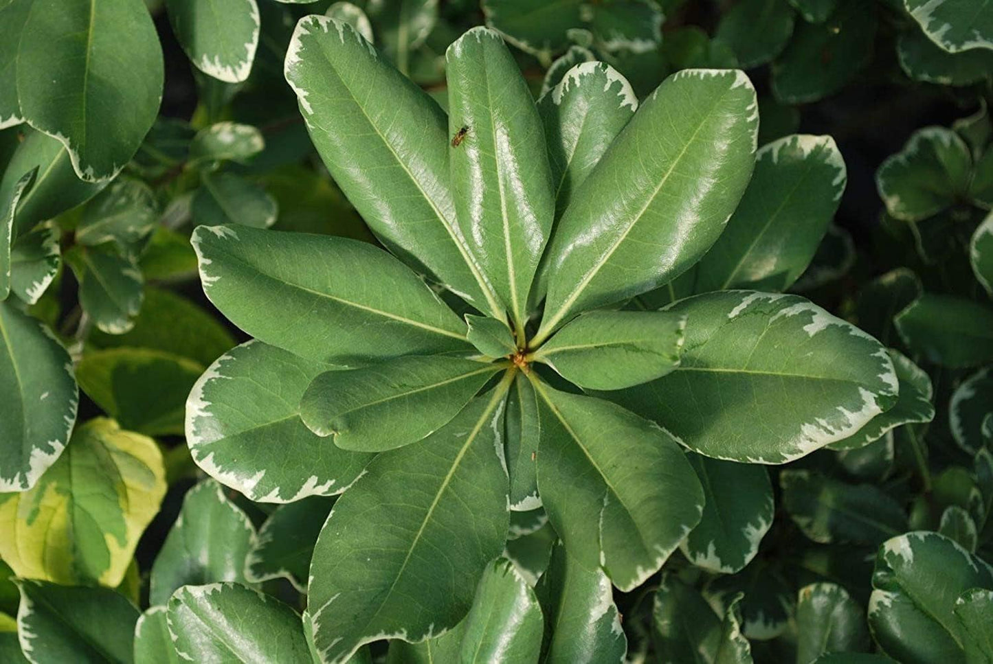 Variegated Pittosporum | 40 Live Plants | Pittosporum Tobria Variegatum | Evergreen Border Accent Hedge Shrub
