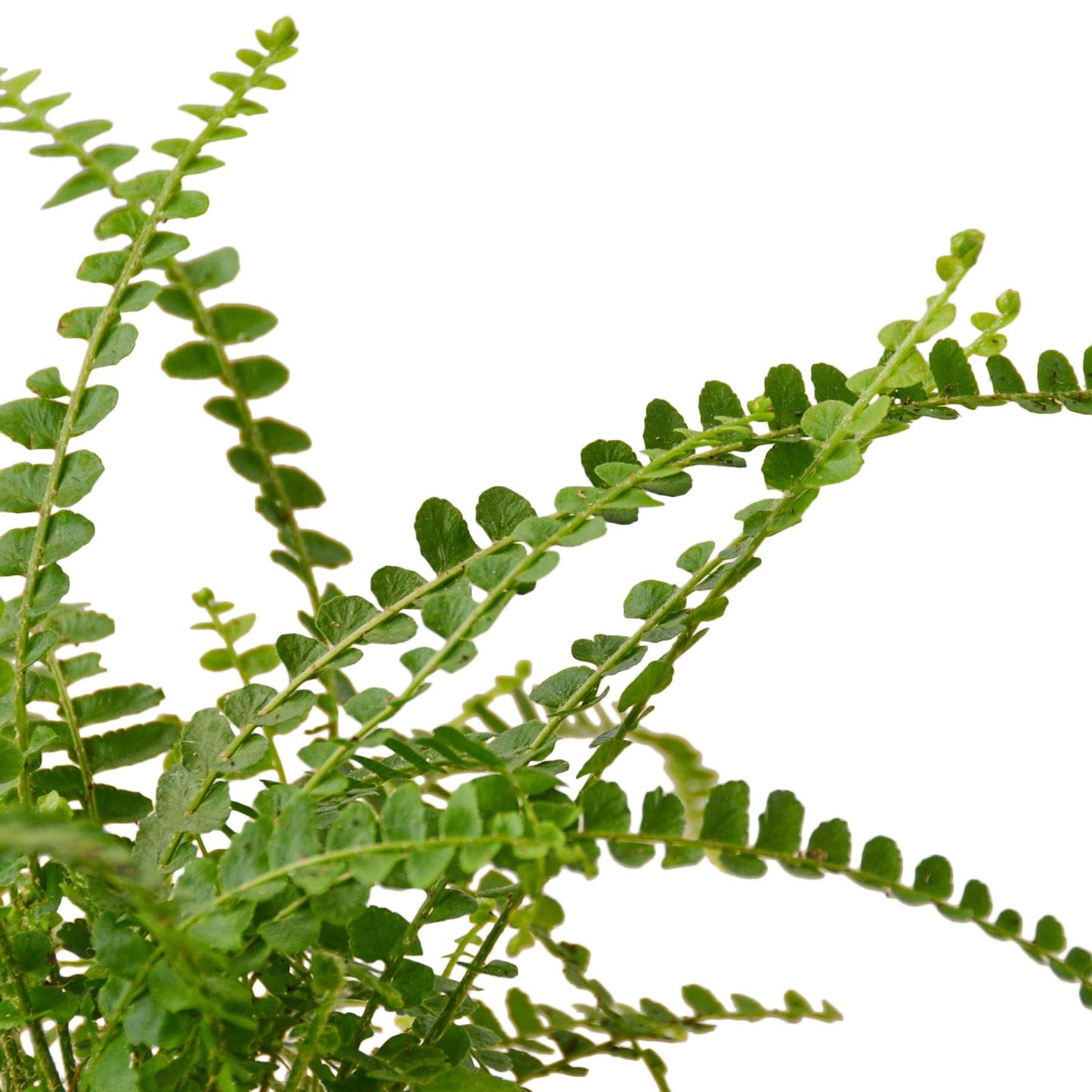 Fern 'Lemon Button' | Live Plant for Indoor & Outdoor | for Living Room, Office, Bathroom | (4" Pot)