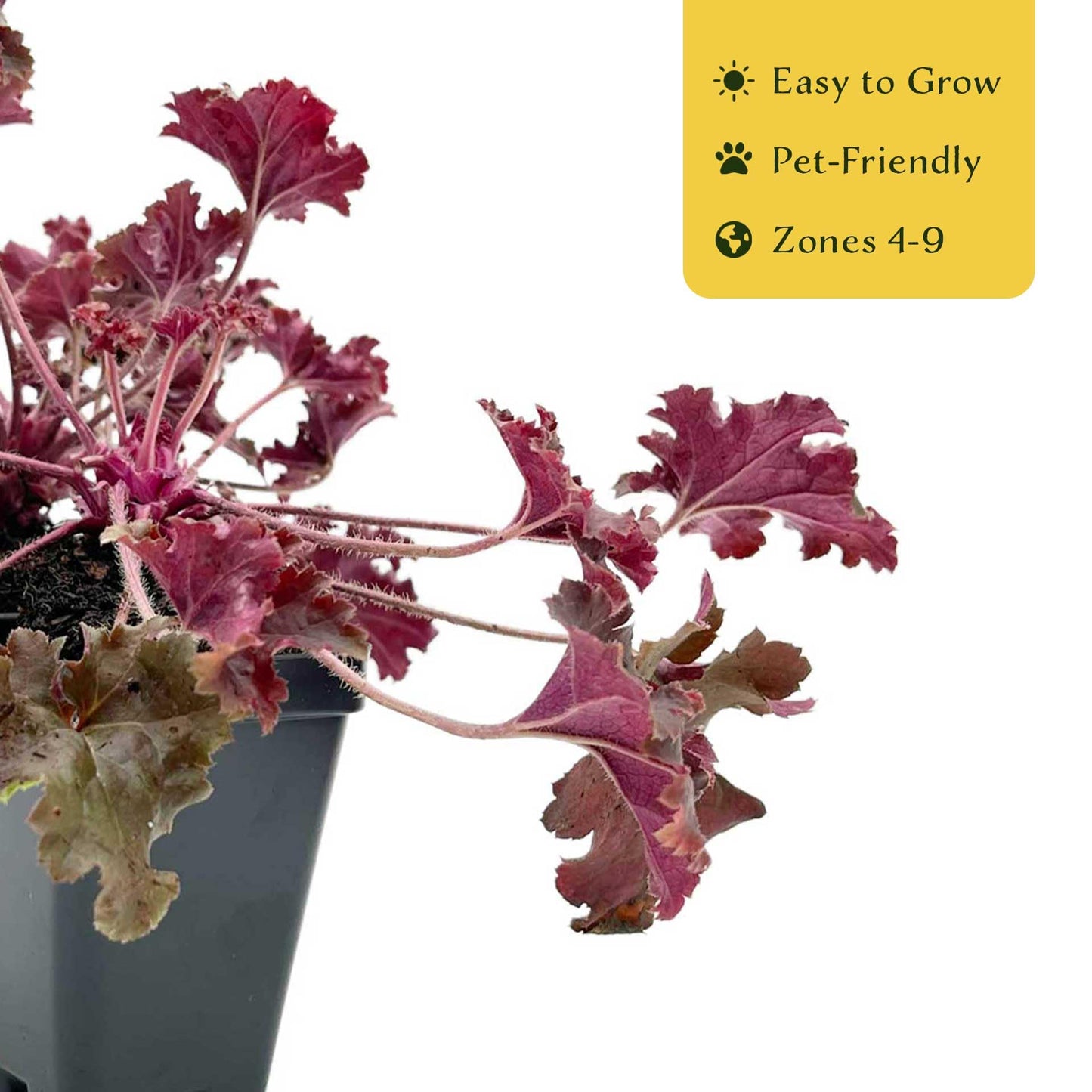4 Dark Storm Coral Bells – Near Black Evergreen Shade Perennial with Glossy, Compact Ruffled Foliage for Borders & Containers (Heuchera ‘Dark Storm’) in 3.5” Cubes, Live Plants