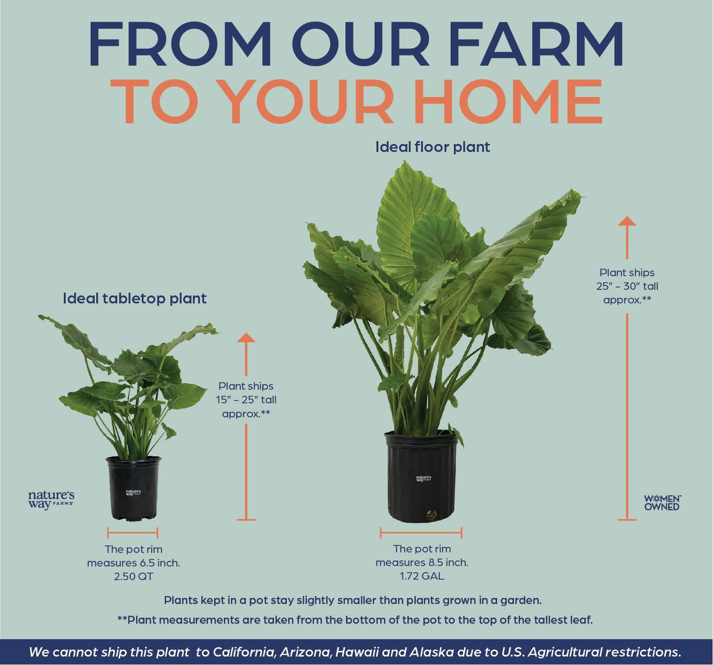 Nature's Way Farms Alocasia California Live Plant 25-30 in. Tall in Grower Pot