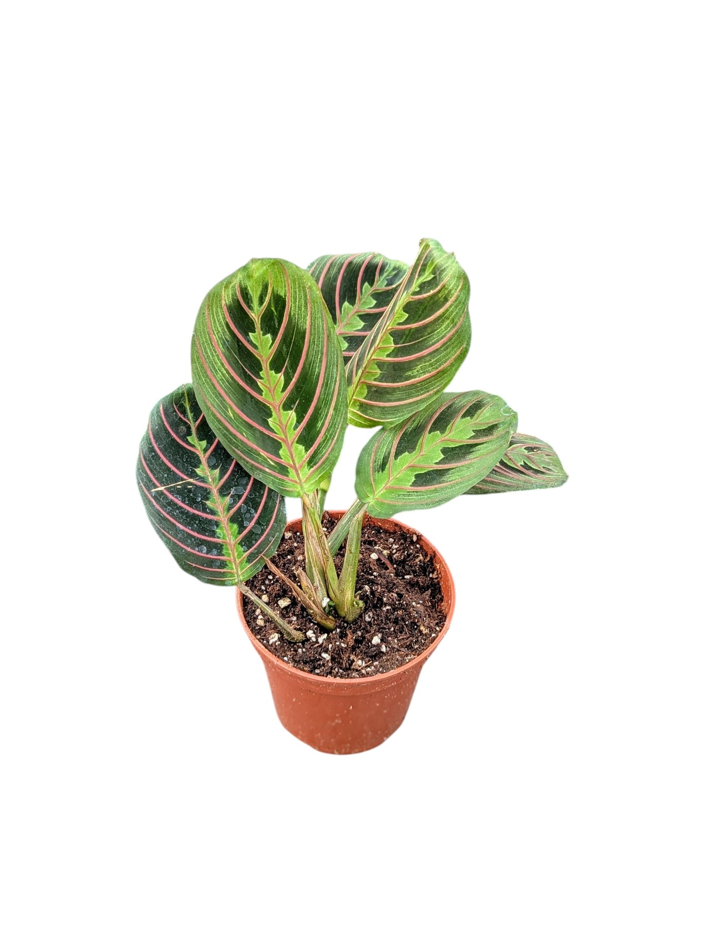 Red Prayer Plant, Live Indoor Houseplant in 4 Inch Pot, Maranta with Colorful Striped Leaves