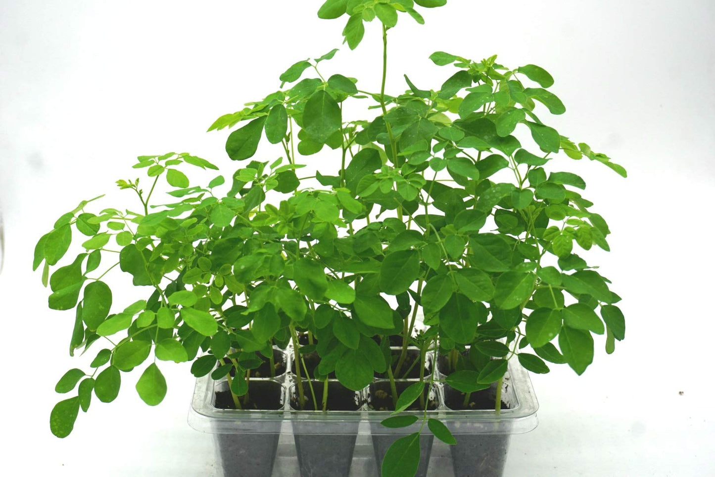 Moringa Oleifera Grow Kit | Pre-Soaked & Pre-Sown | Complete Organic Indoor Growing Set | Grow The Miracle Tree | Perfect Gardening Gift