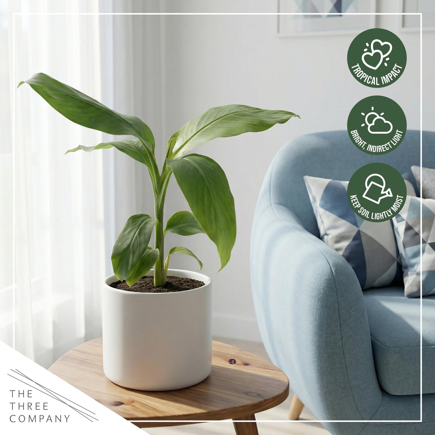 Live Hardy Banana Plant (Musa Basjoo) – Cold Hardy Tropical Perennial, Grows 6–10 Ft Tall, Fast Growing Outdoor Accent, Ships 15” Tall in 1.5 Qt Pot